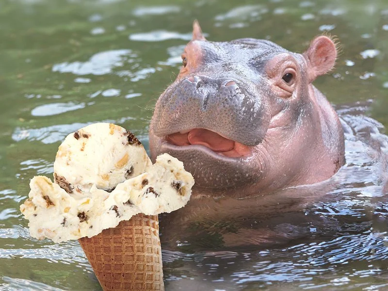 ¡El primer cumpleaños de Fiona el hipopótamo bebé!