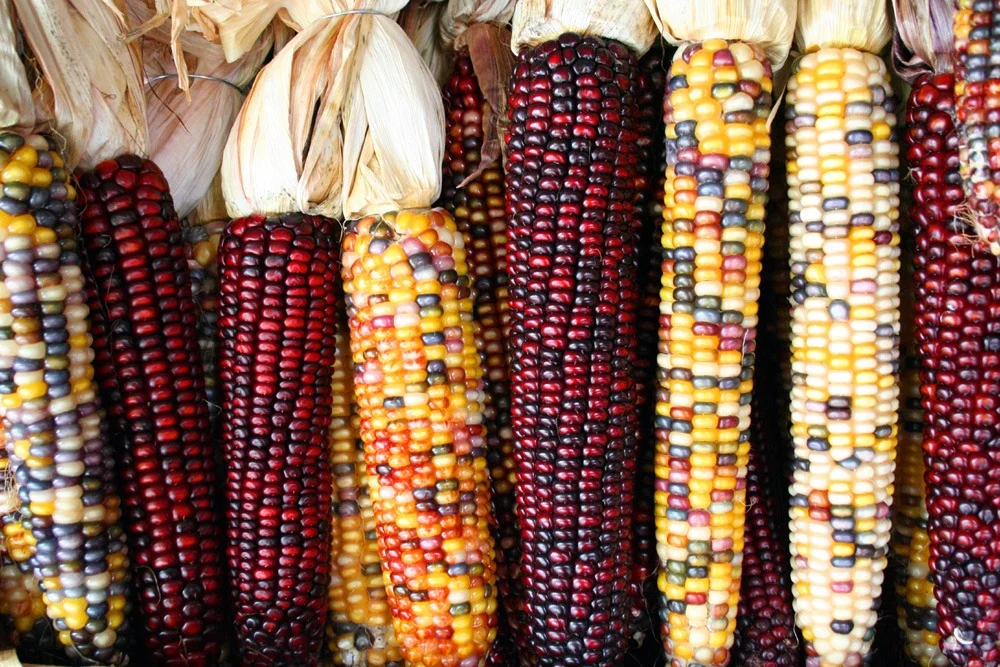 Los 5 tipos de maíz más conocidos en México