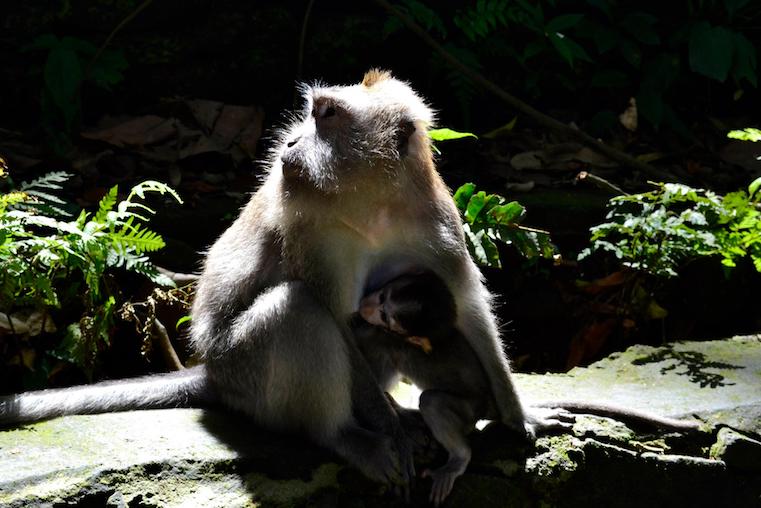monkey temple Indonesia