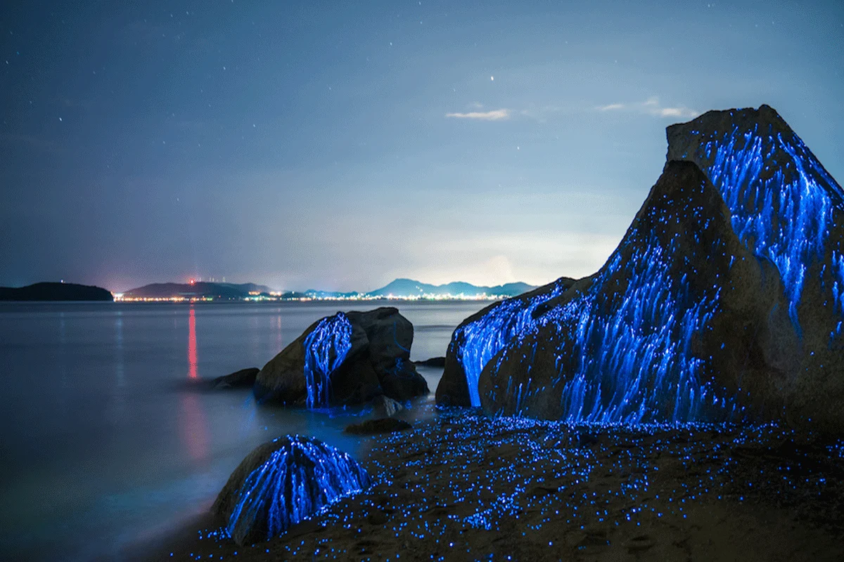 Destinos turísticos con bioluminiscencia