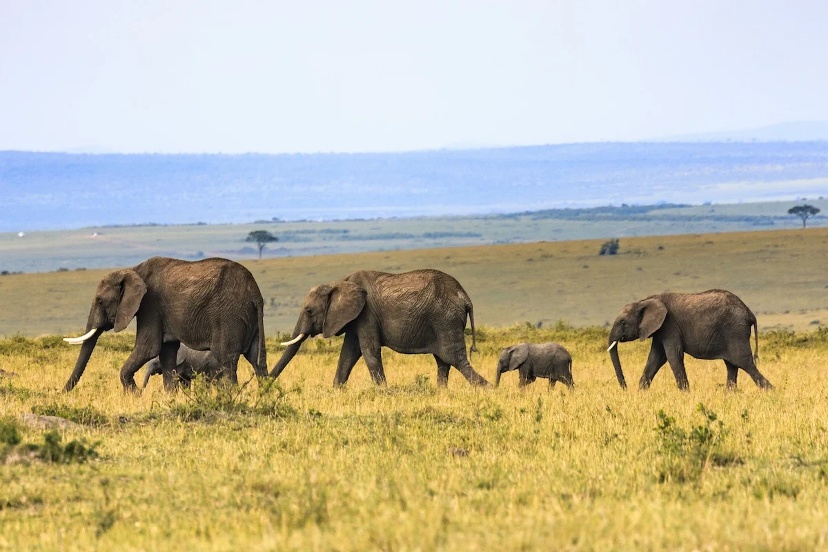 5 safaris increíbles que tienes que hacer