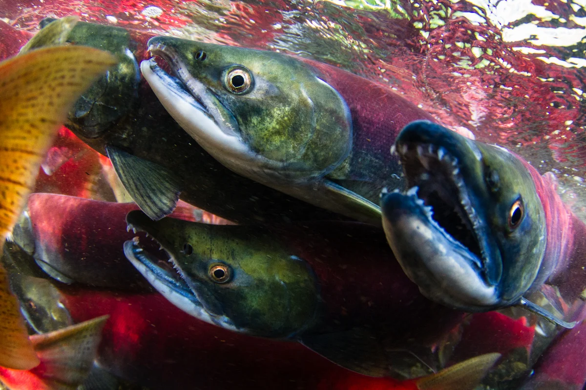 La escasez de salmón rojo preocupa a pescadores de Alaska