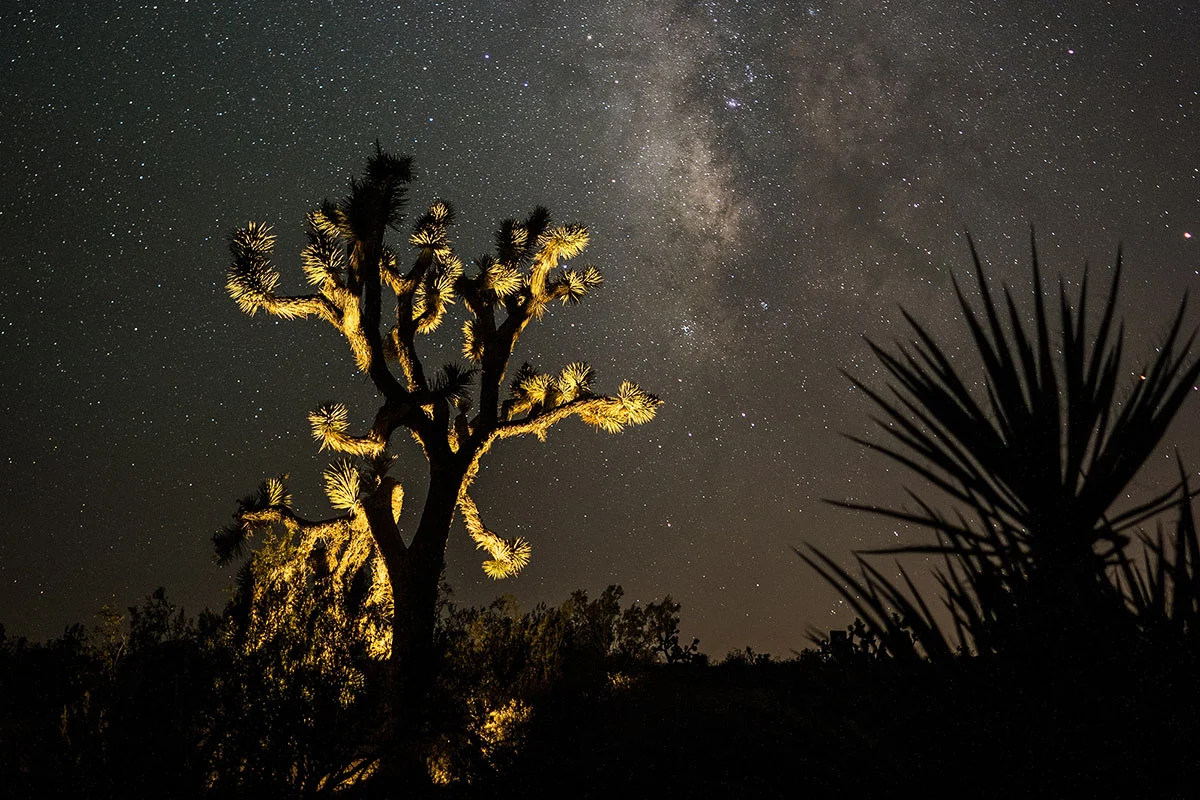 3 santuarios de luciérnagas que puedes visitar en México