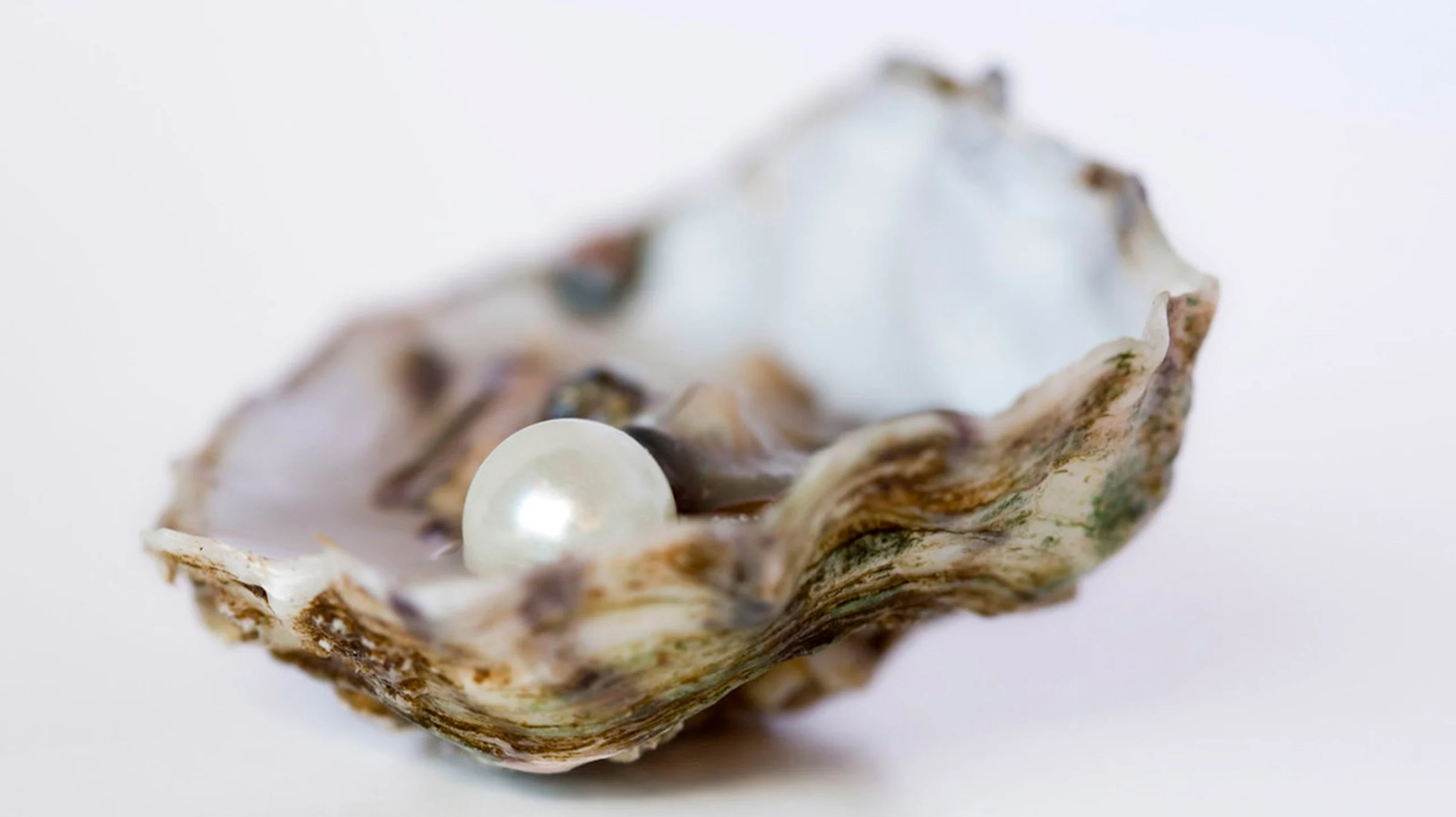 Un comensal encontró una perla de $4,000 dólares en un ostión
