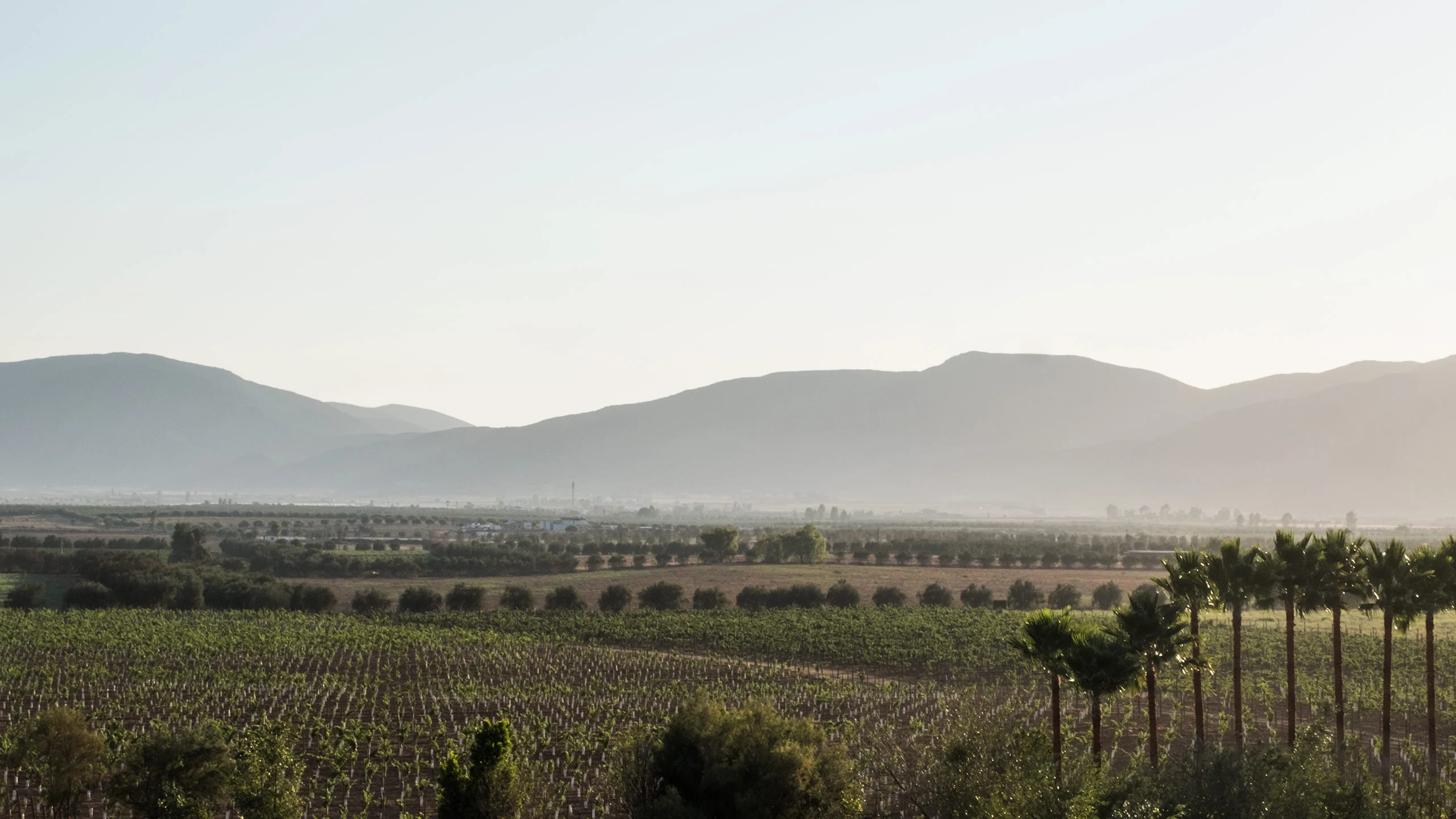 Valle de Guadalupe, el segundo mejor destino para tomar vino en 2020