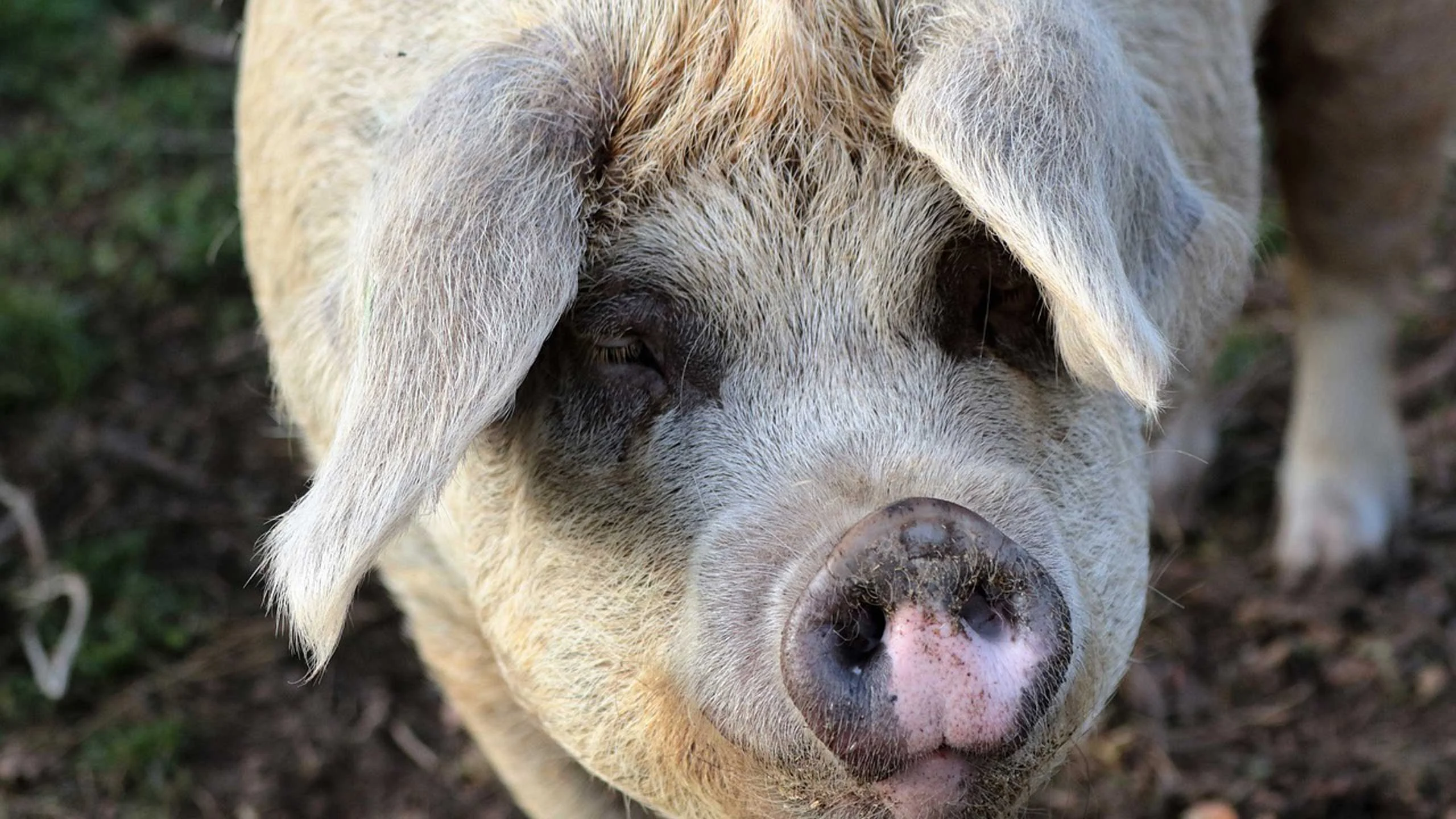 Empresas chinas buscan implementar reconocimiento facial en cerdos