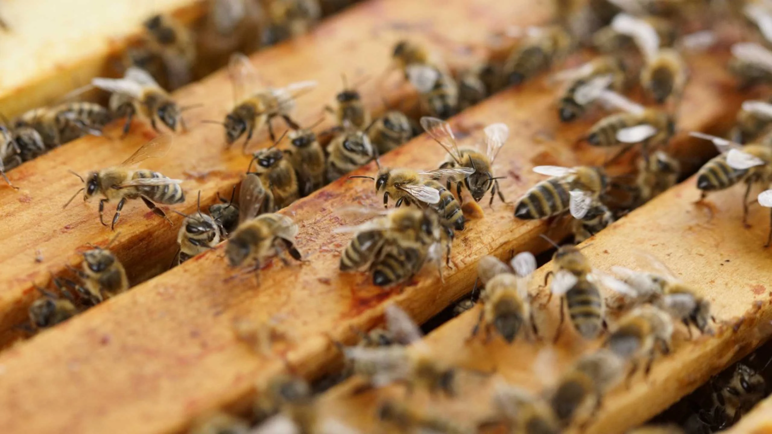 Un investigador de la UNAM aseguró que las abejas mexicanas peligran