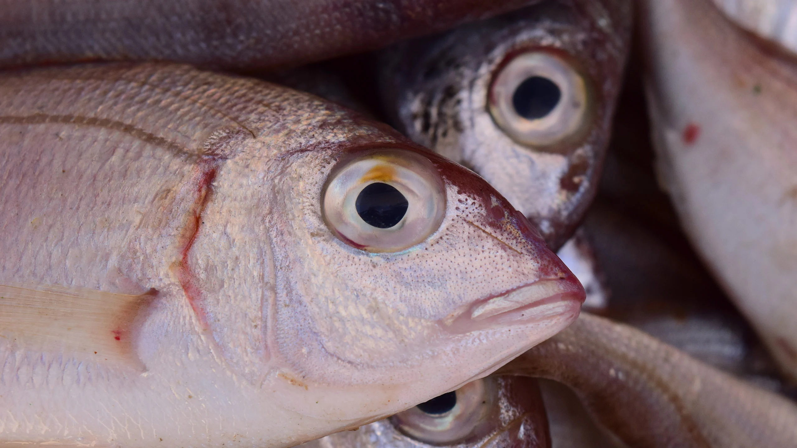 ¿Cuánto tiempo puede durar un pescado en el refri?