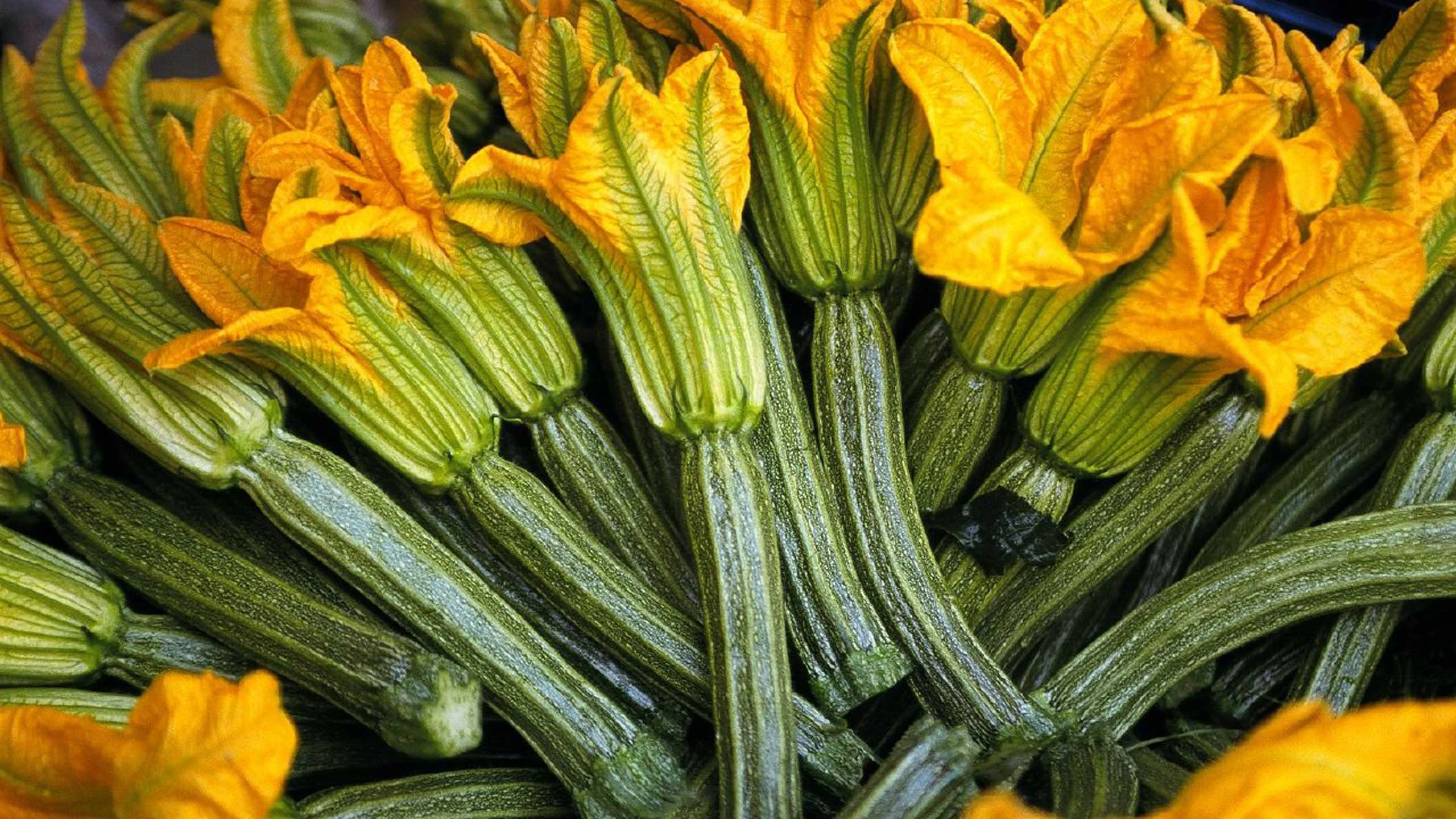5 formas de cocinar flor de calabaza