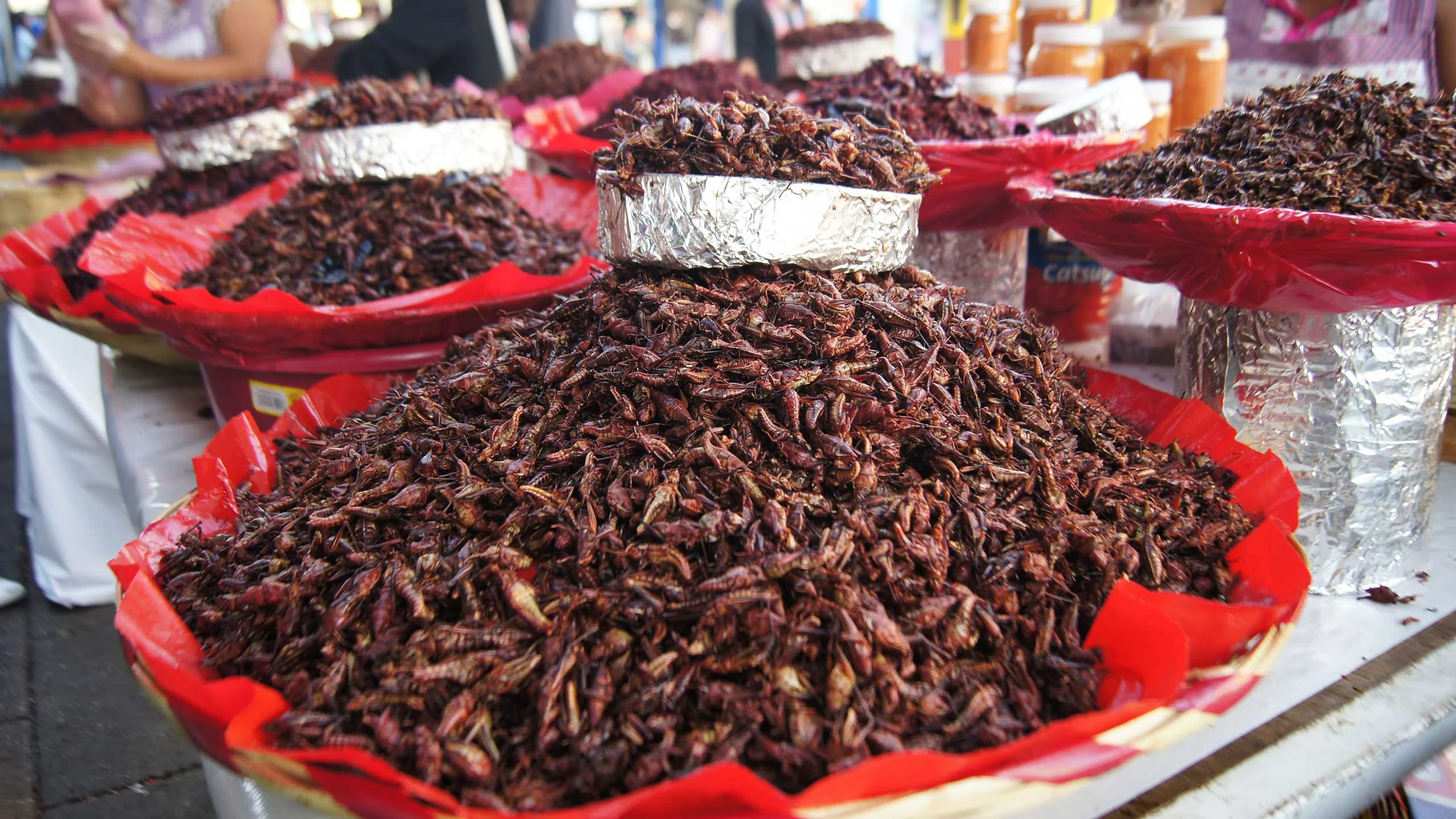 5 insectos comestibles que debes probar en México