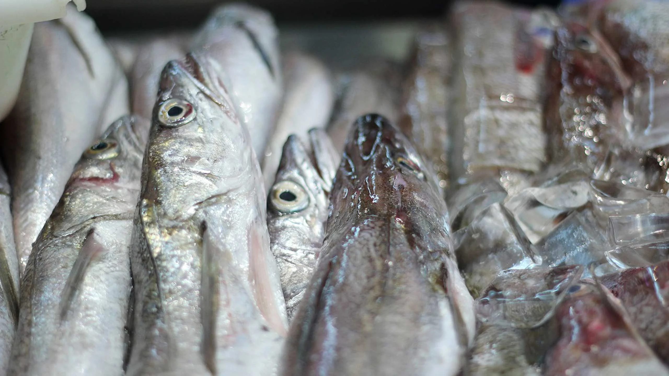 ¿Cómo conservar pescado en el refrigerador y congelador?