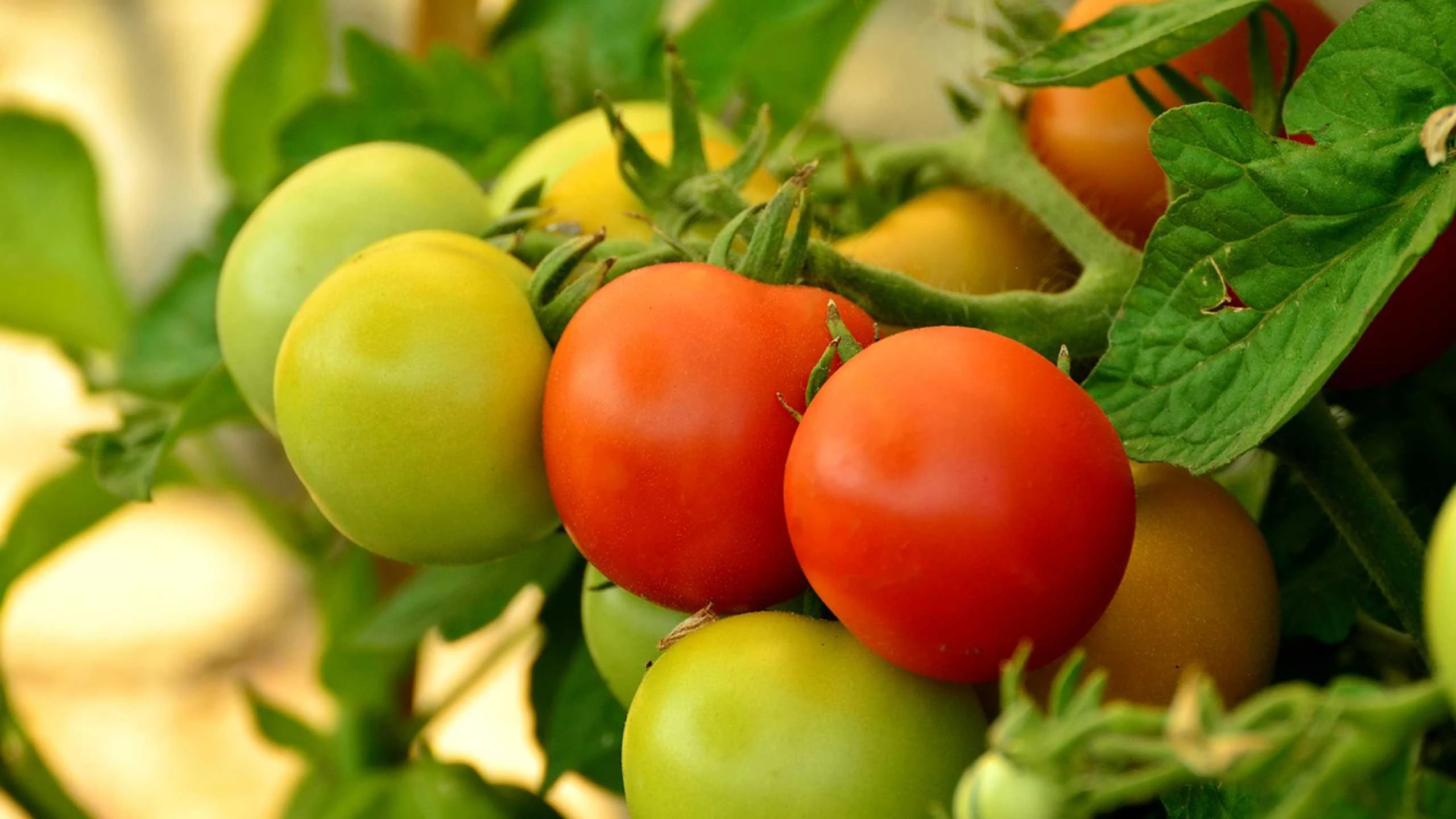 ¿Cuál es la diferencia entre tomates heirloom, guaje y cherry?