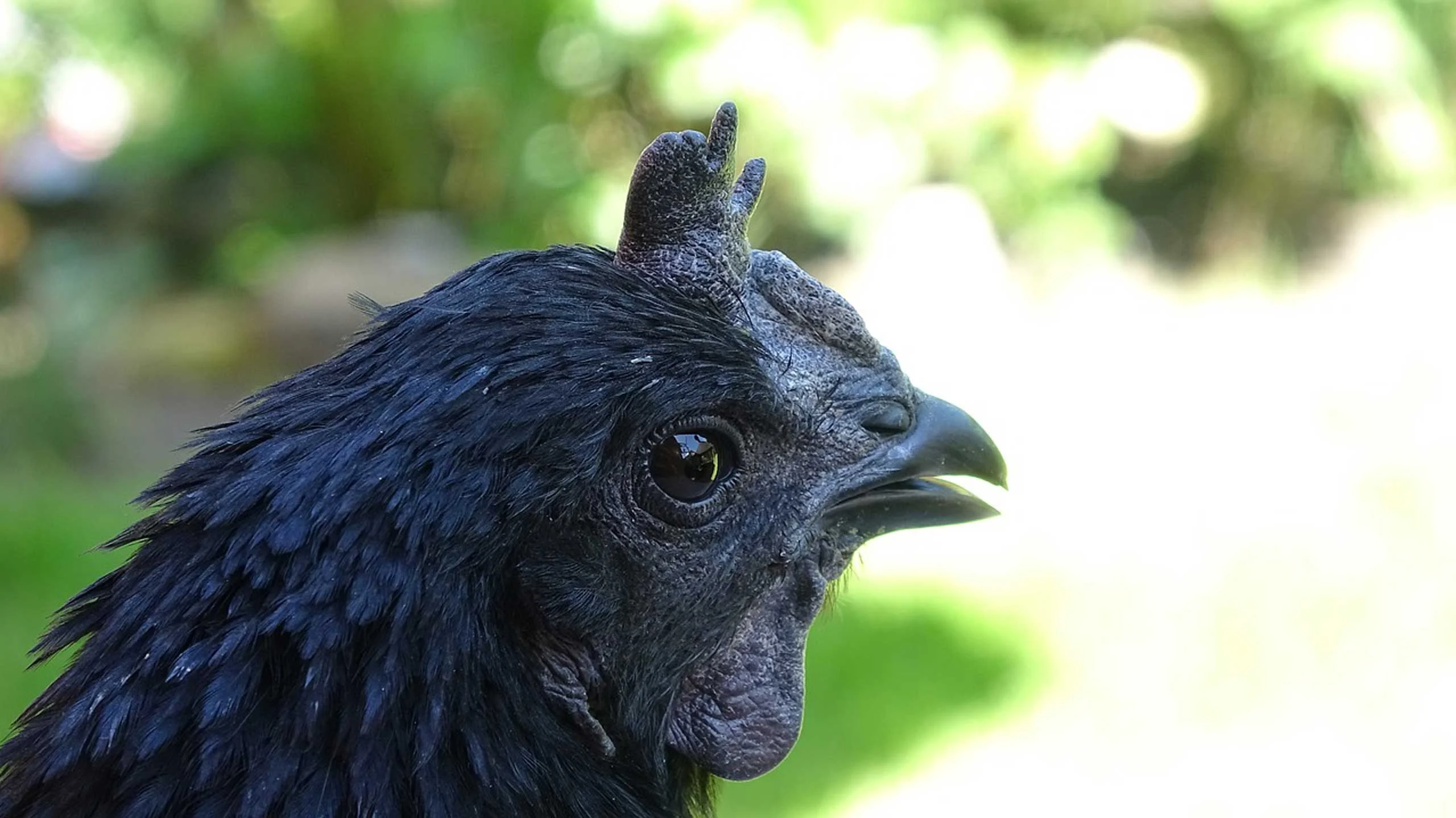 Este pollo es completamente negro por dentro y por fuera
