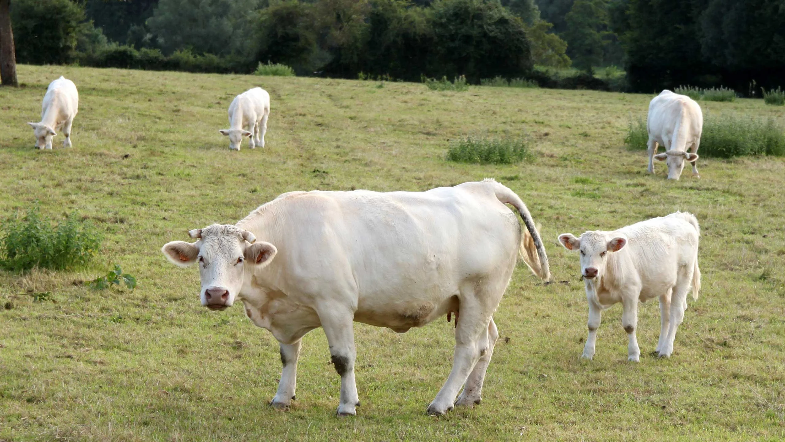 Estas vacas francesas son  completamente blancas