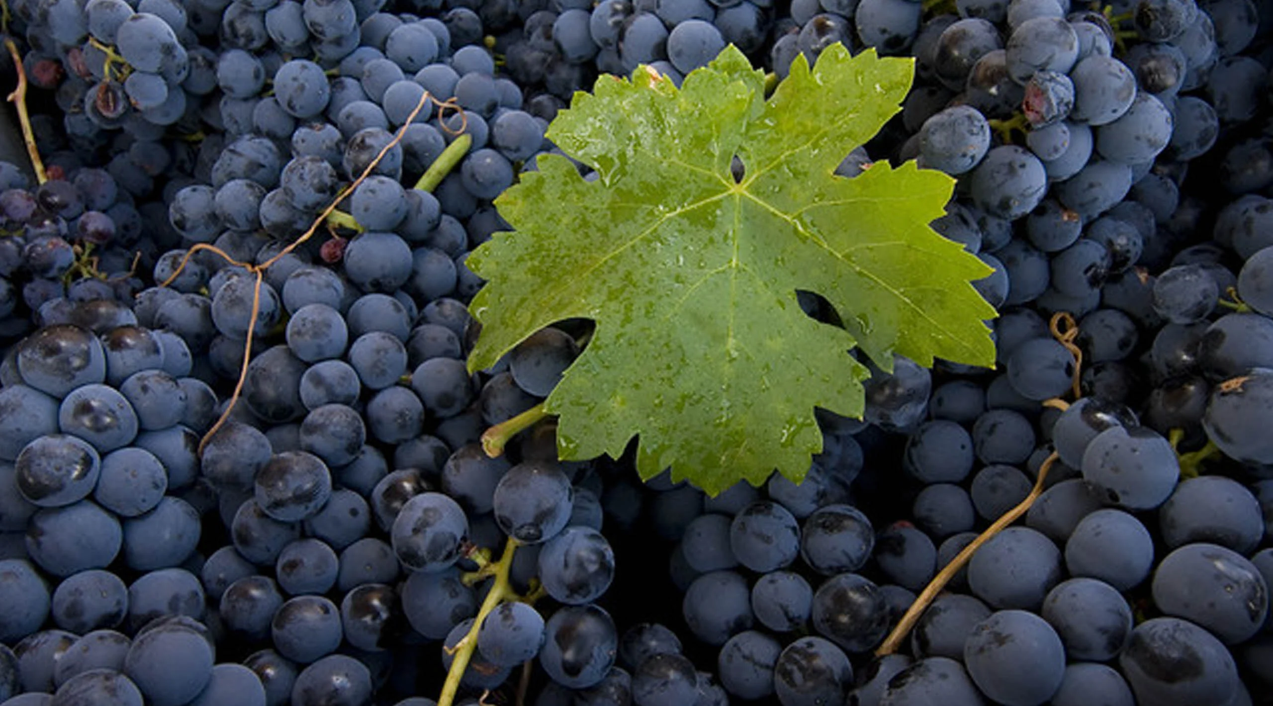 ¿Cómo identificar un vino Ribera del Duero?