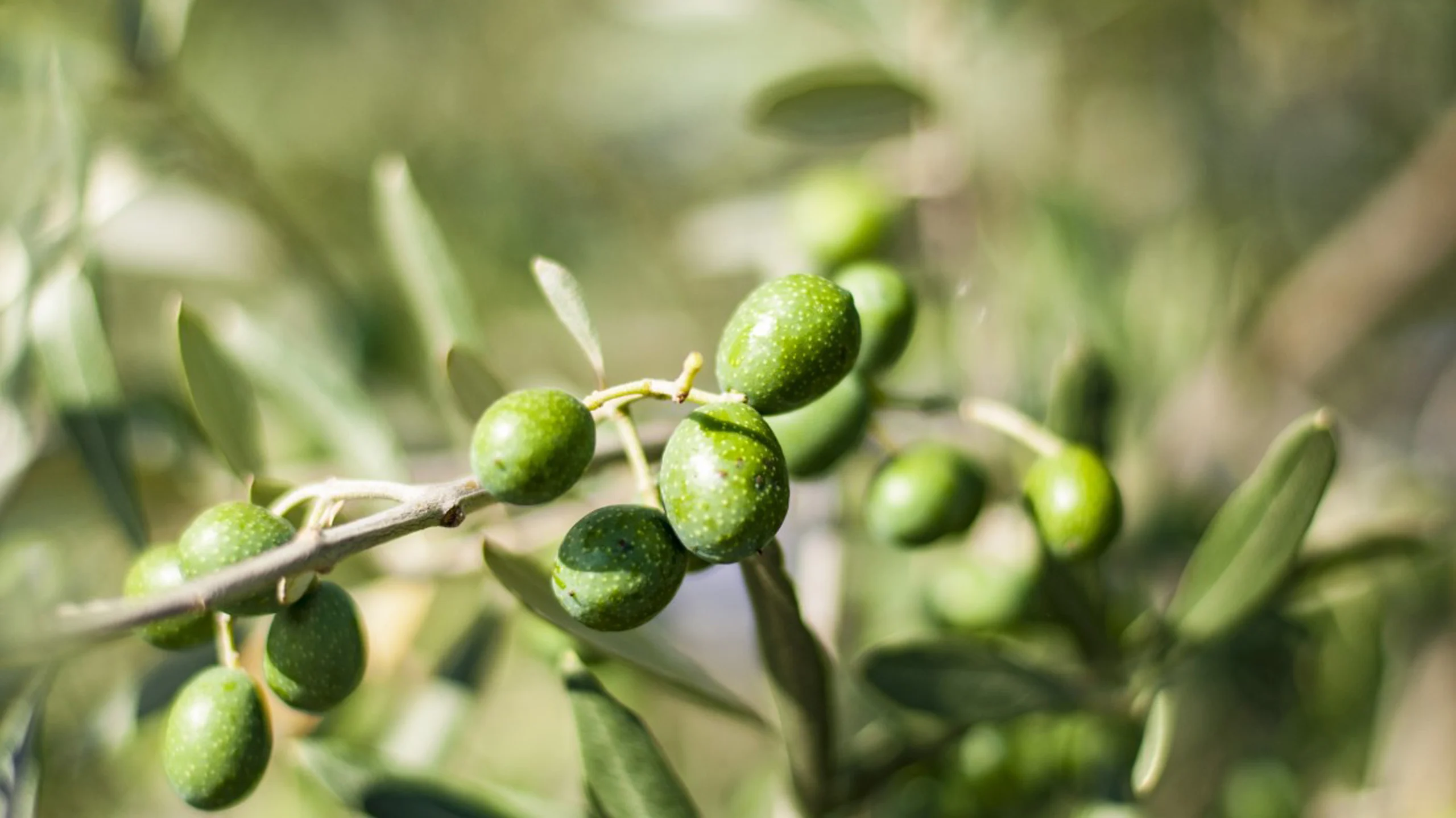 Los pequeños productores de olivo español podrían estar en riesgo
