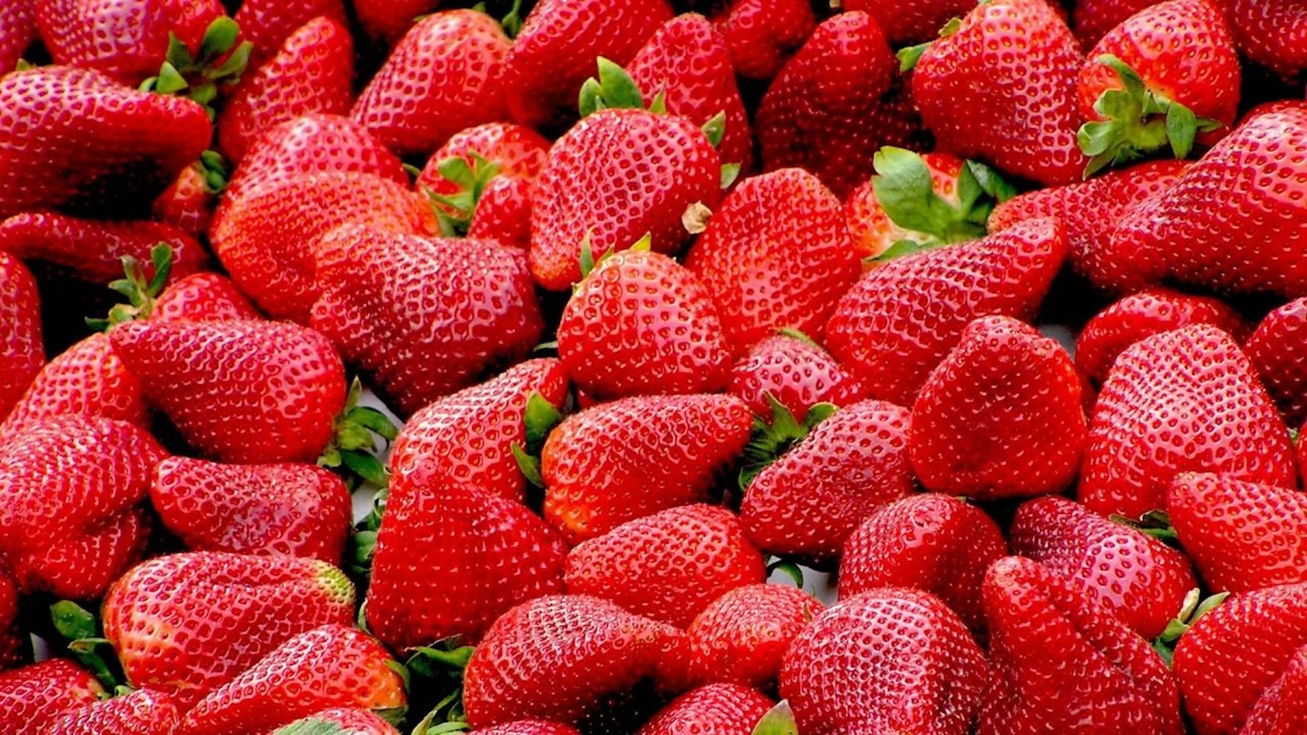 Buscan exportar berries mexicanas a Medio Oriente y Asia