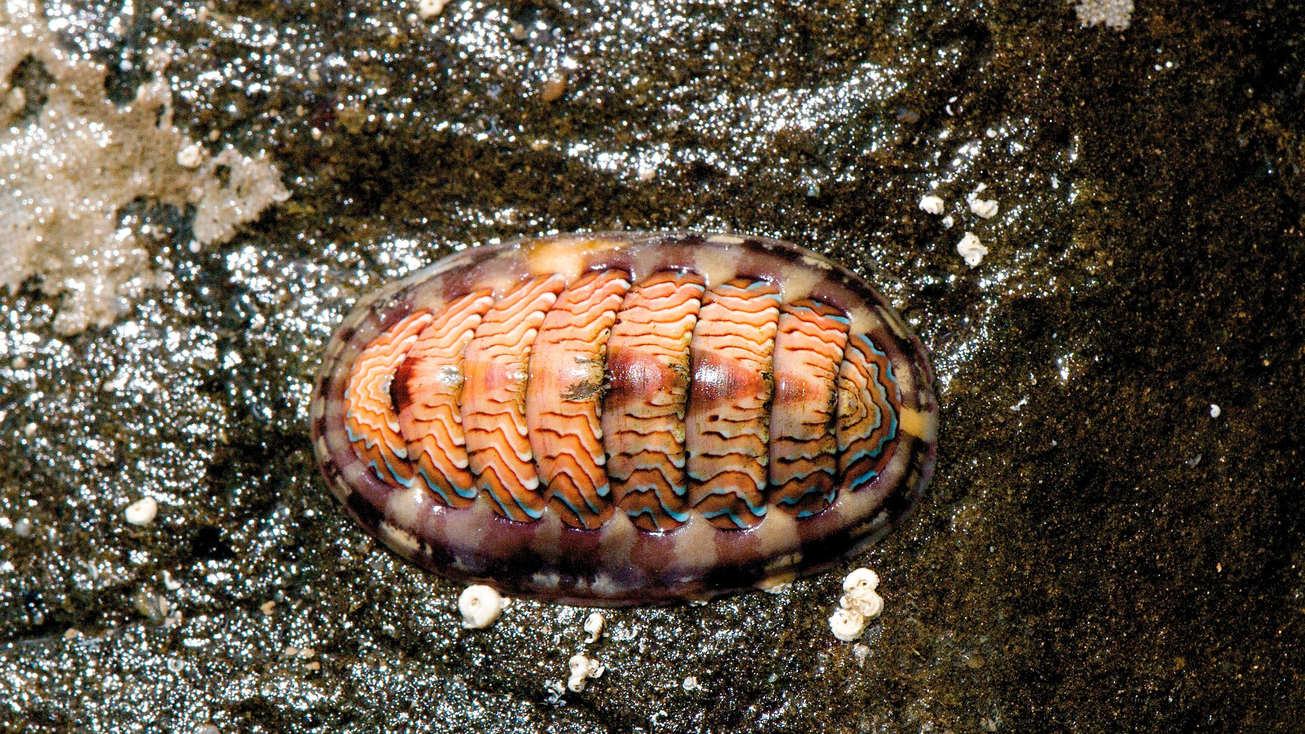 ¿Por qué la cucaracha de mar es considerada un manjar?