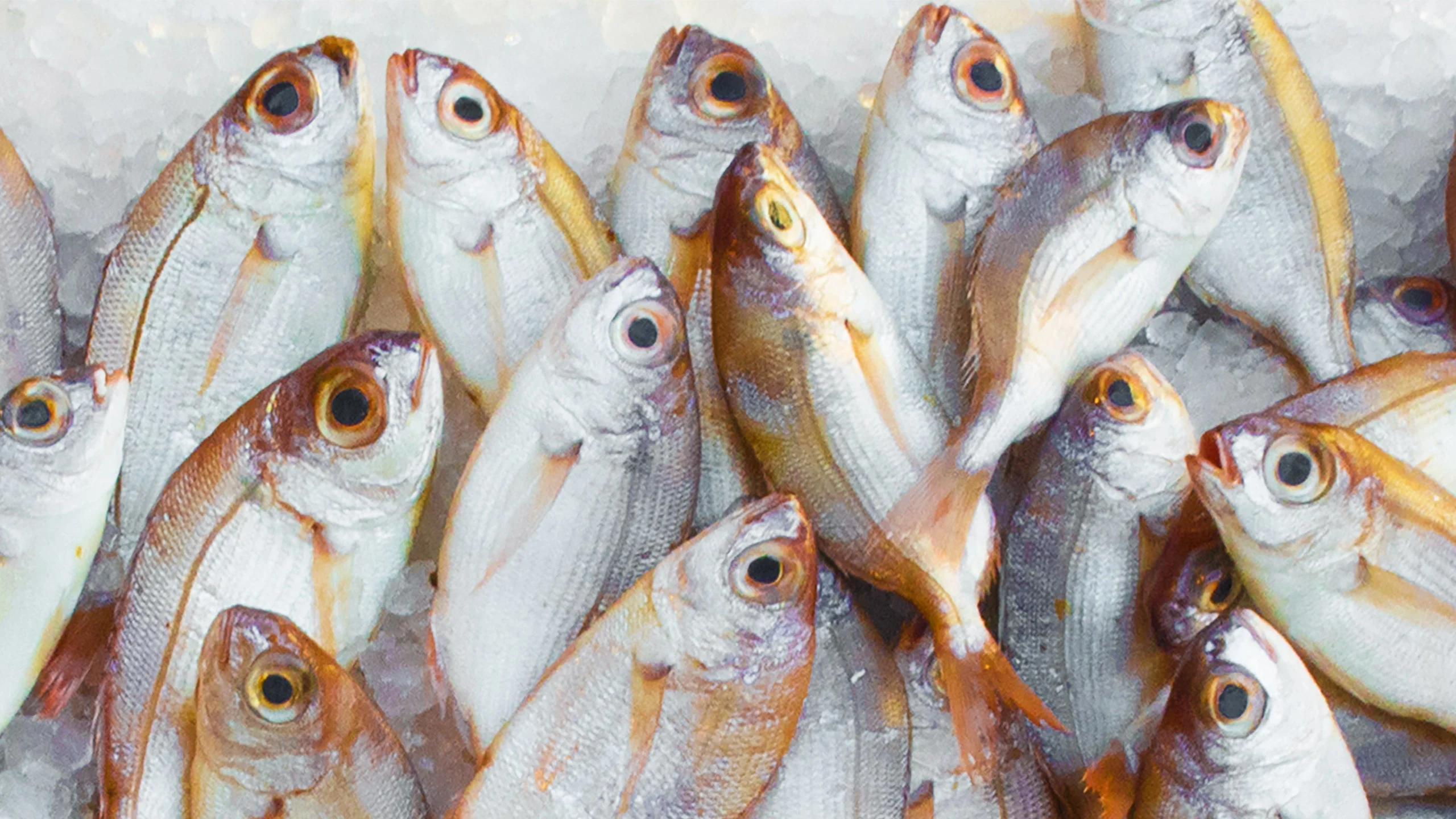 Según la OMS estos son los pescados que contienen más mercurio