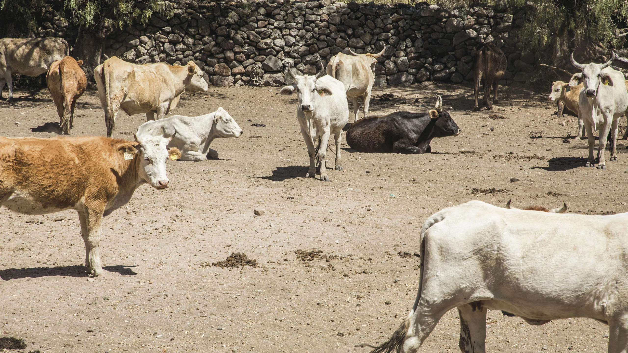 El rancho de carne orgánica que está por cambiar el rumbo de la sequía en San Miguel de Allende