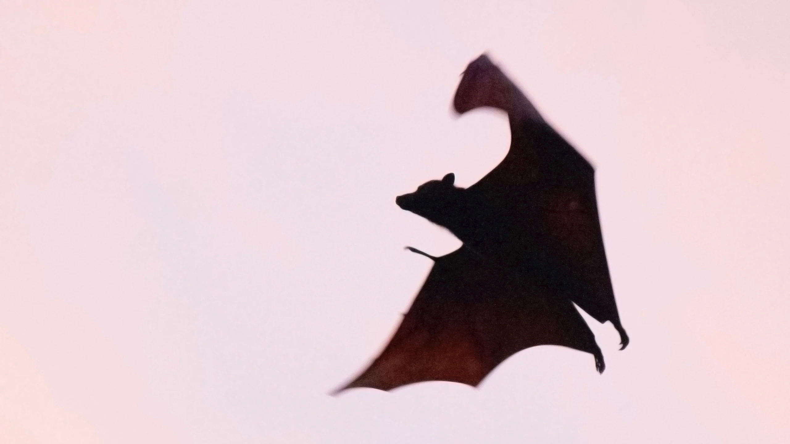 ¿Por qué los murciélagos son vitales para la producción de mezcal y tequila?