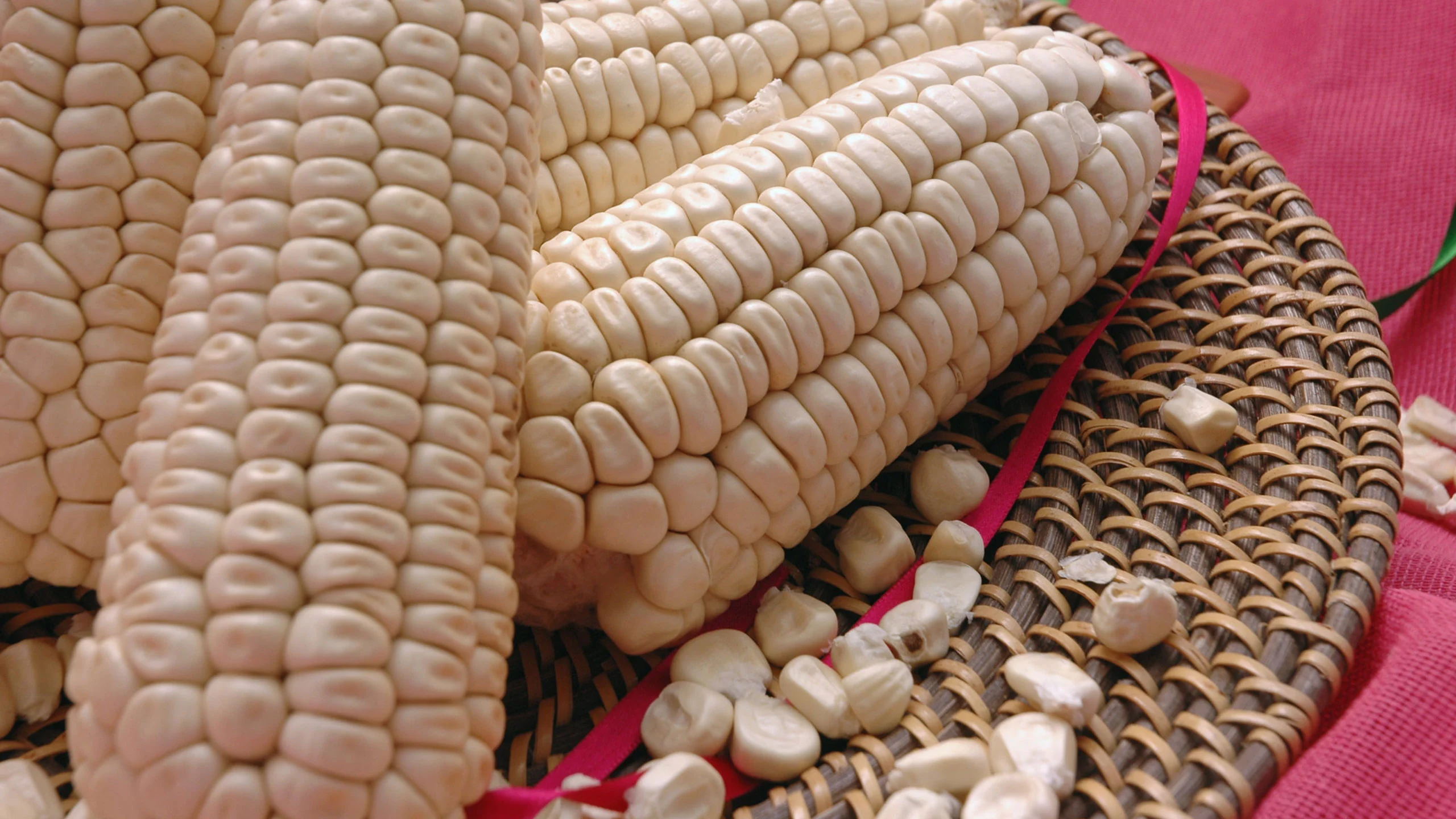 ¿Qué es el maíz cacahuzintle y por qué debemos protegerlo?