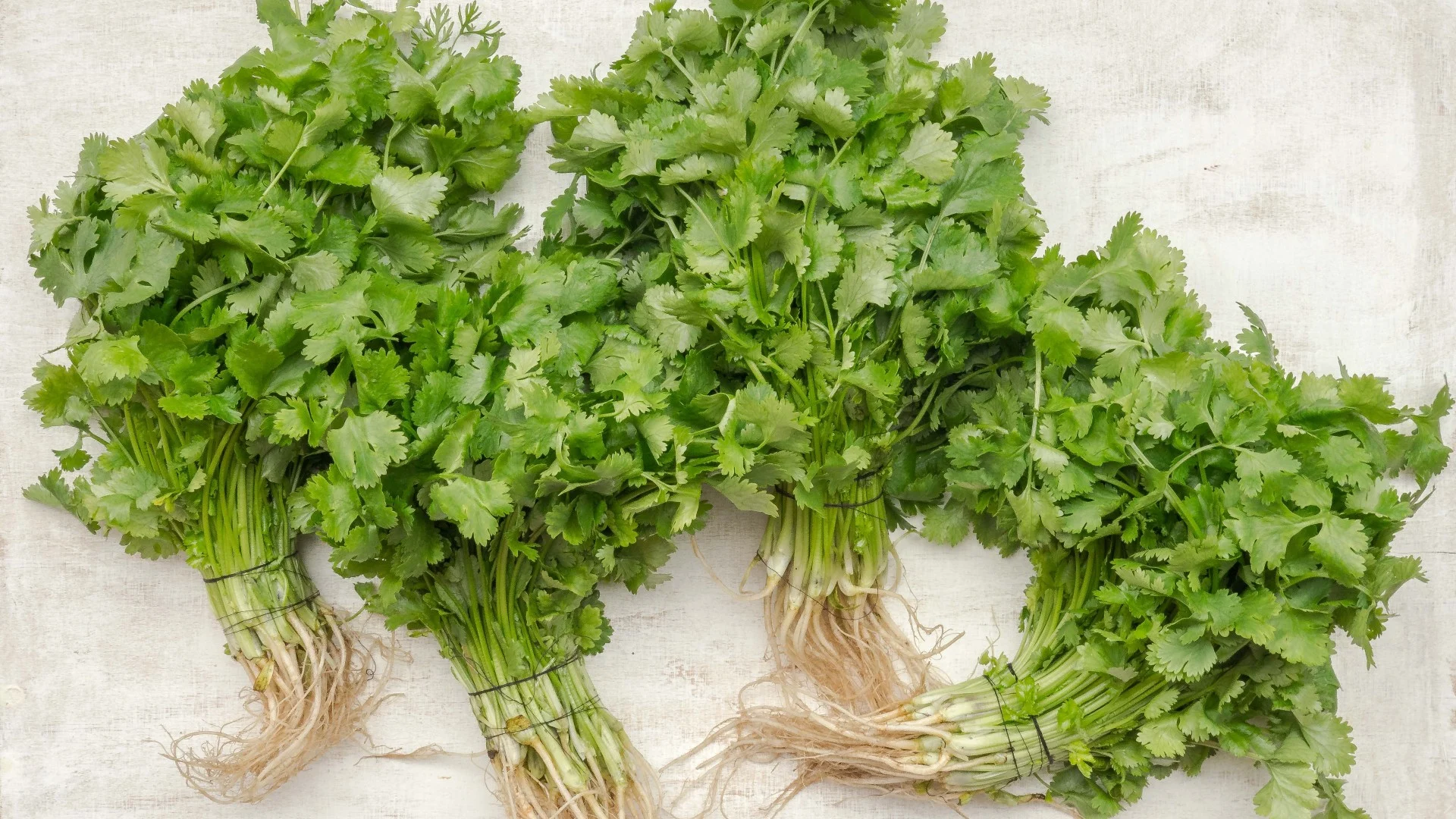 Consejos para cultivar cilantro paso a paso fácilmente