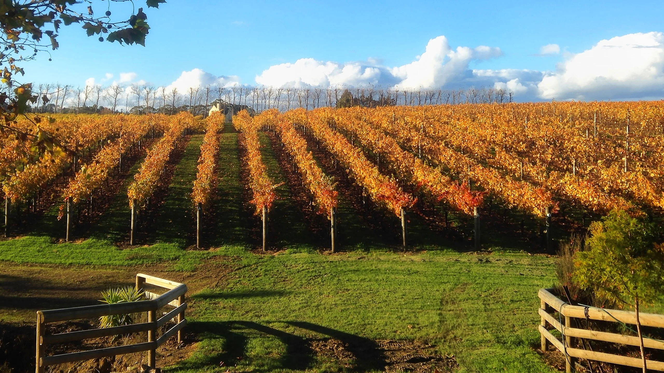 Nueva Zelanda: 96% de sus viñedos tienen certificación sostenible