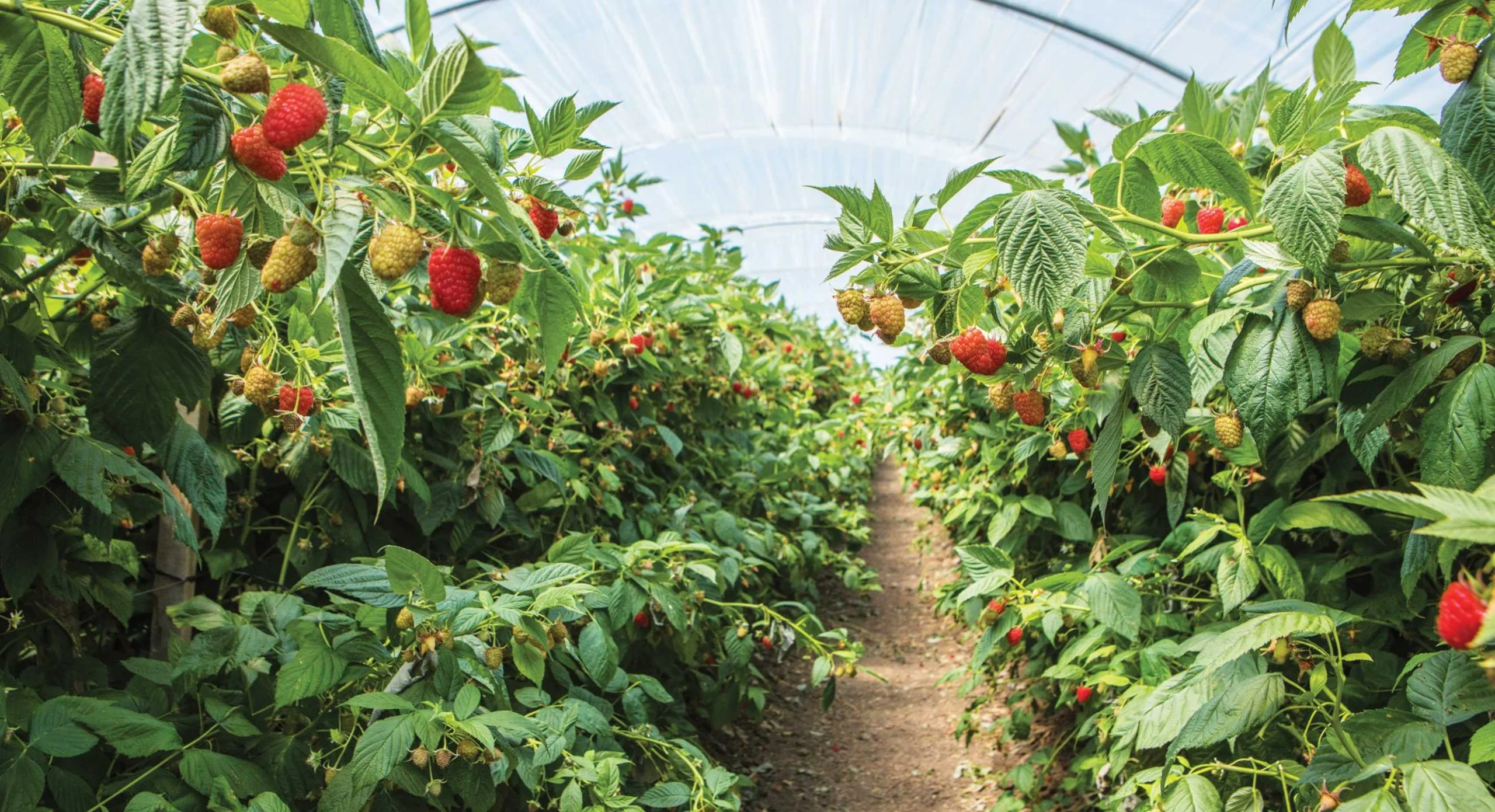 Conoce los beneficios de consumir berries de Driscoll’s, la productora con más de cien años de experiencia