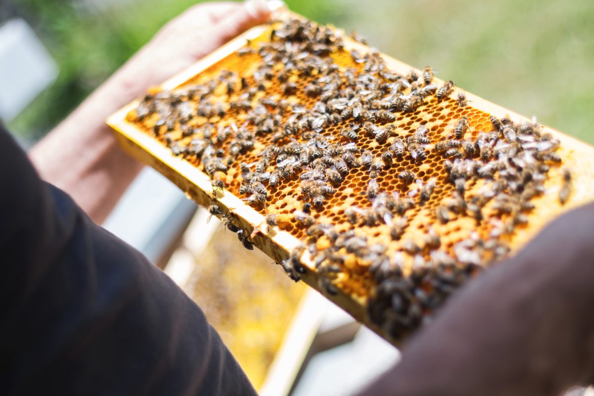 Intermiel es un proyecto donde podrás disfrutar el fascinante mundo de la apicultura | rutas gastronomicas en quebec