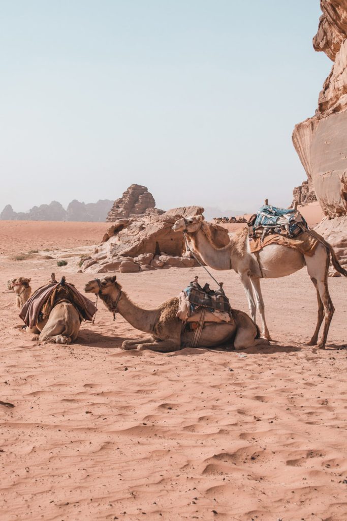 Camellos | Foto: Unsplash