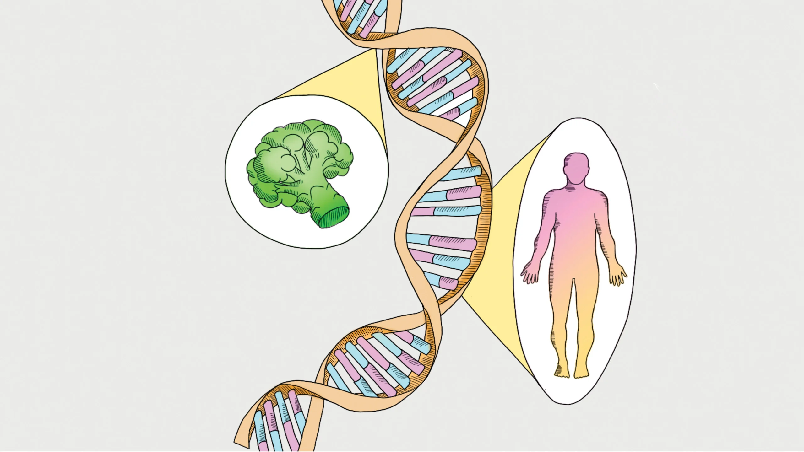 Genómica nutricional: alimentación personalizada para mejorar la salud