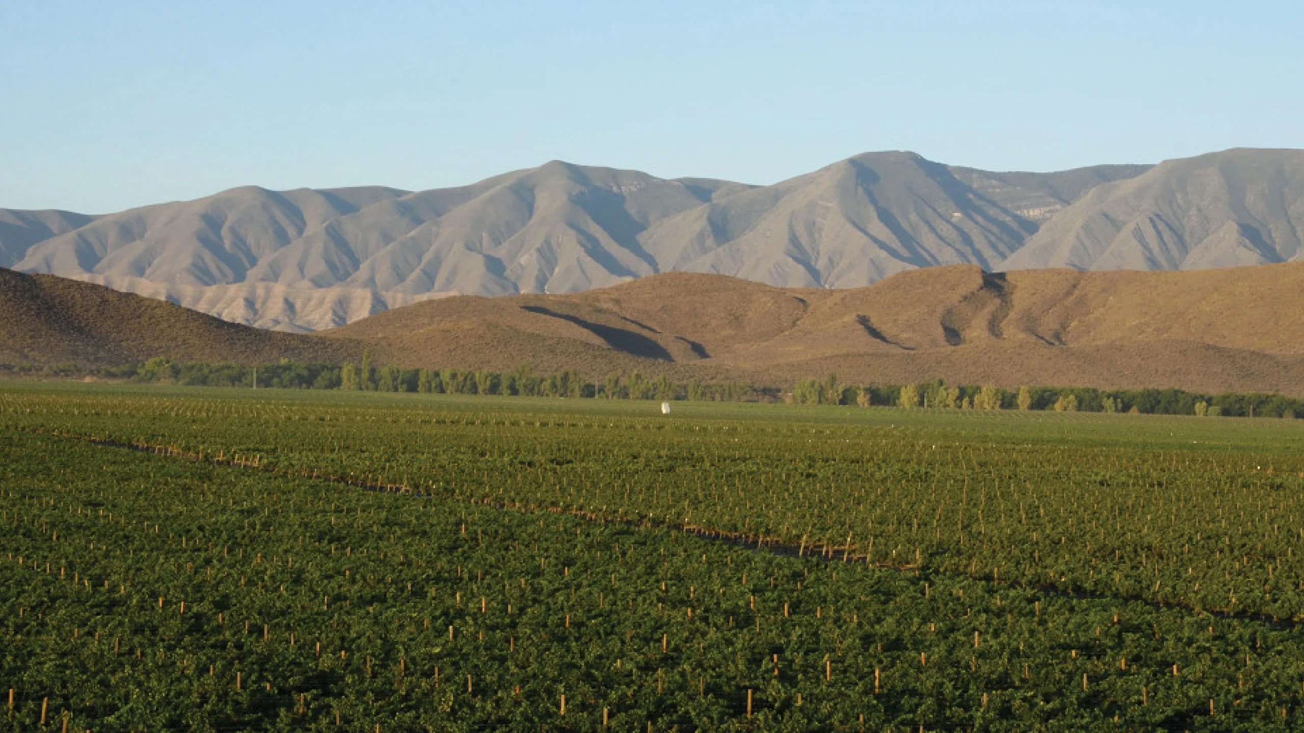 Enoturismo: Una mirada a los viñedos de Parras, Coahuila