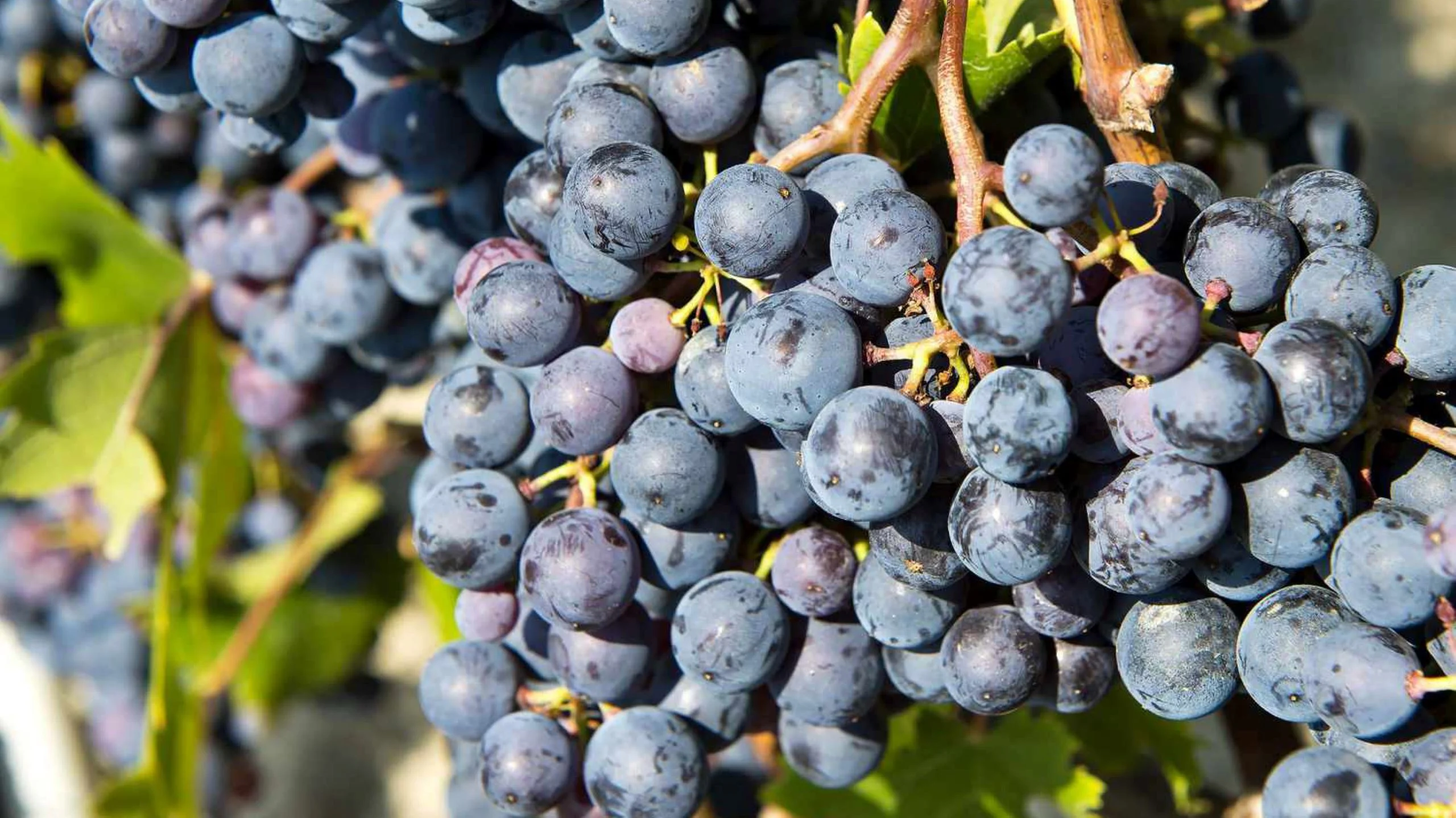 Una guía básica de la uva Nebbiolo