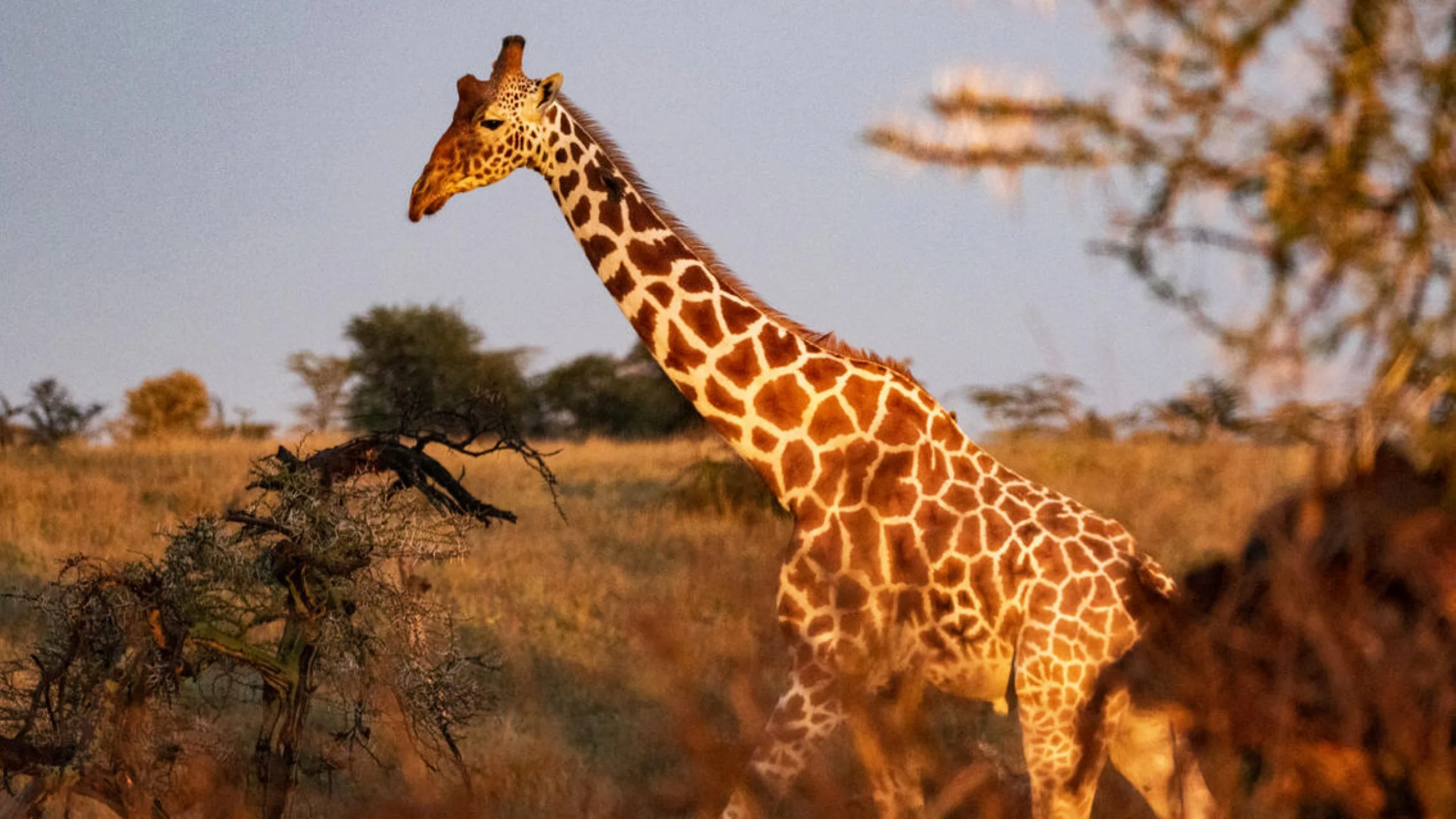 Wilderness Safari: 7 cosas que puedes hacer en Segera Retreat