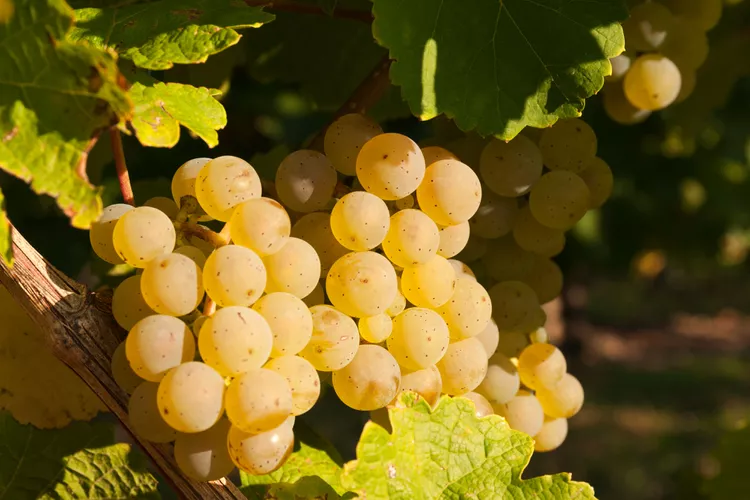 uva para vino blanco Riesling