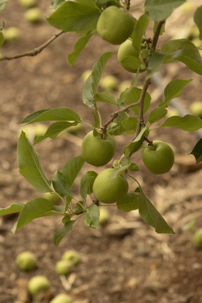 Calidad de Manzanas: La terquedad que rinde frutos en Chihuahua