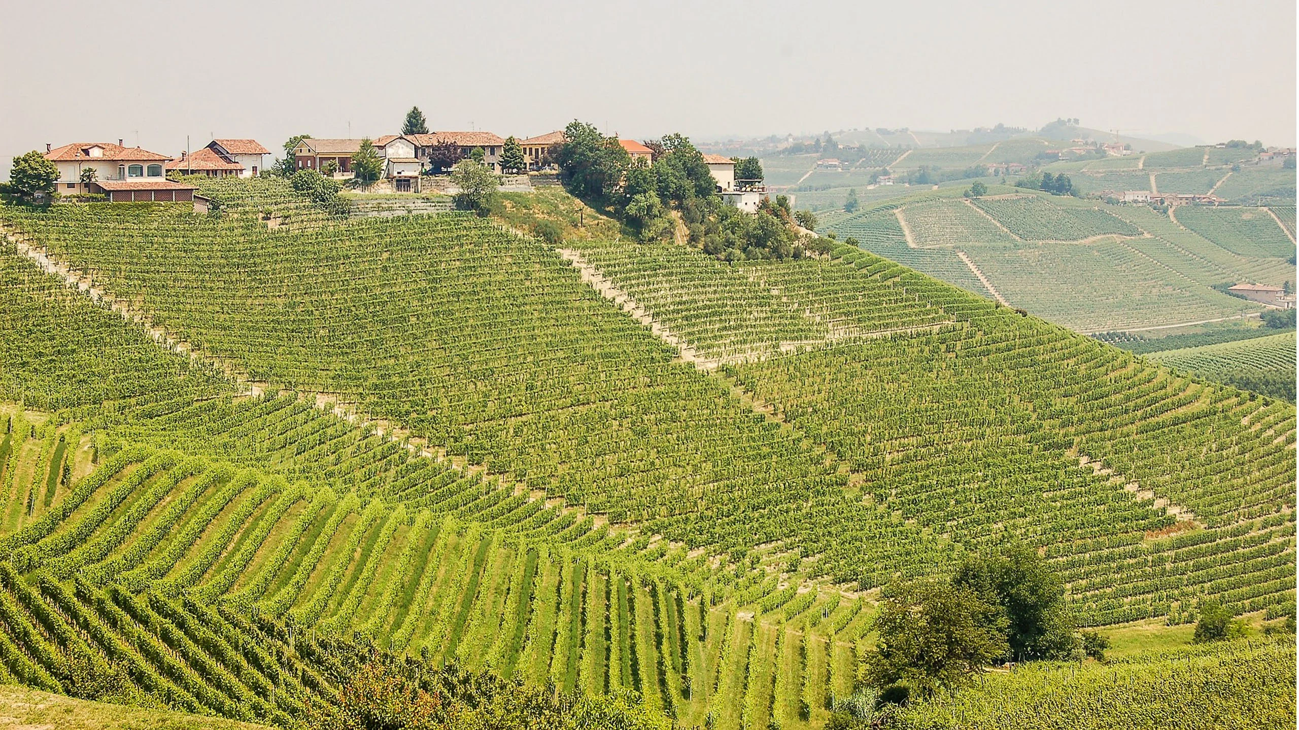 4 bodegas vinícolas que tienes que conocer en Barolo y Barbaresco