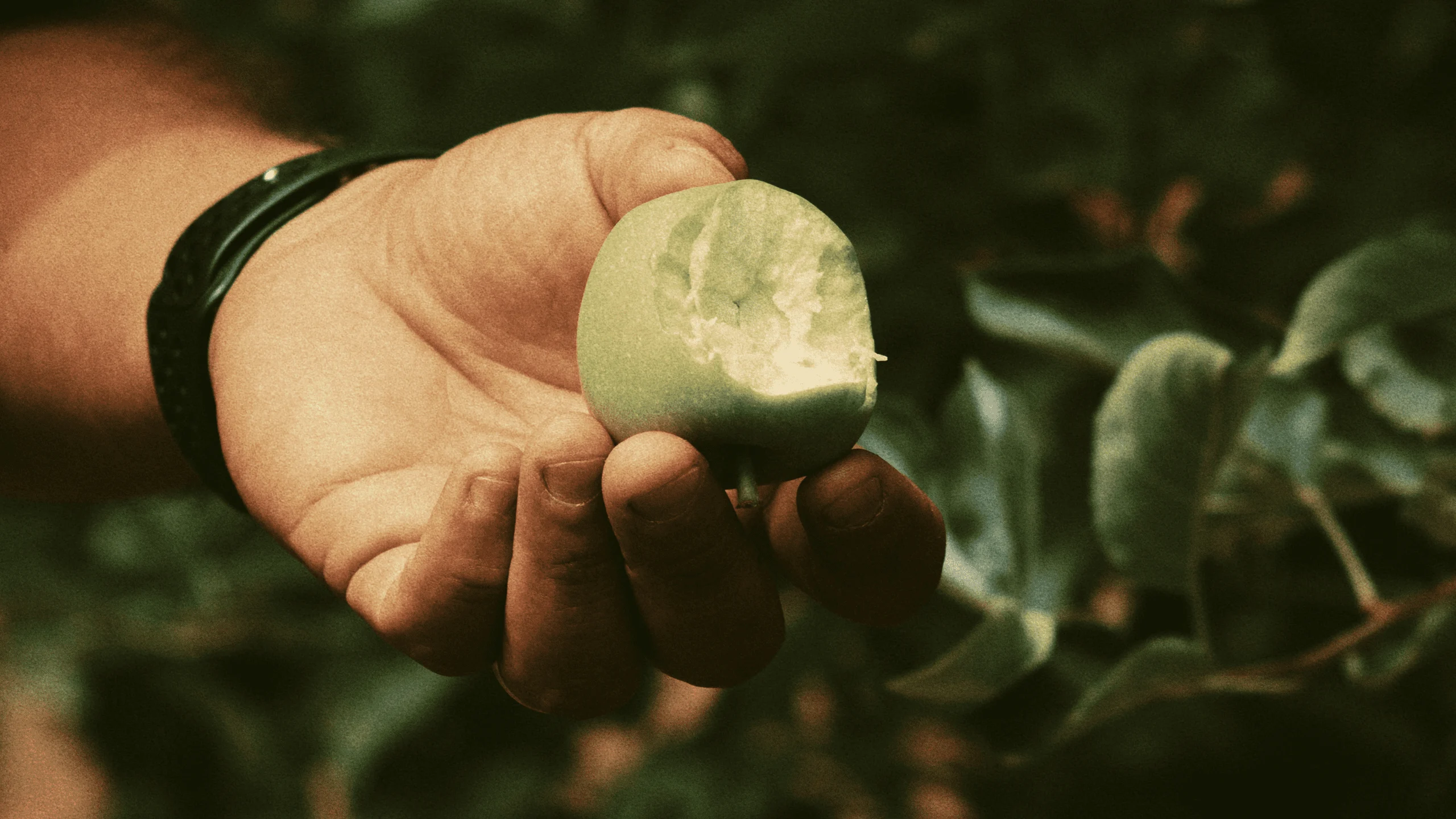 La terquedad de las manzanas que rinden frutos en Chihuahua