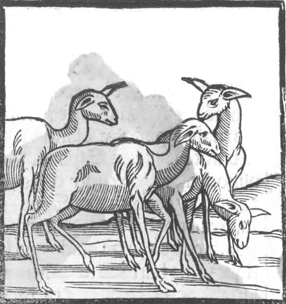 Ilustración de llamas y guanacos incluida en la primera edición de Historia de la Conquista del Perú, 1553. Incas. Cieza