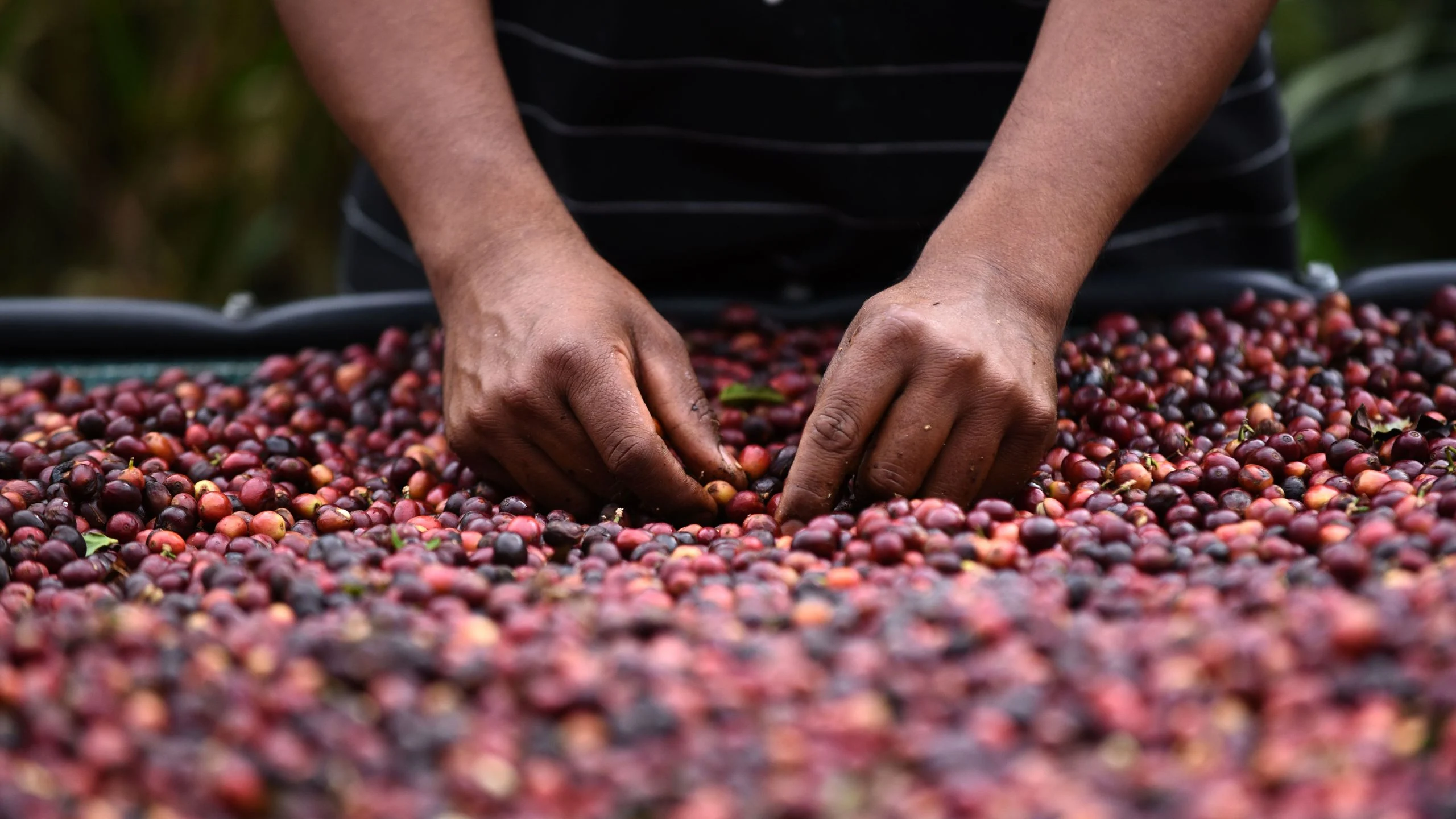 El café de Costa Rica: una joya de calidad y sostenibilidad
