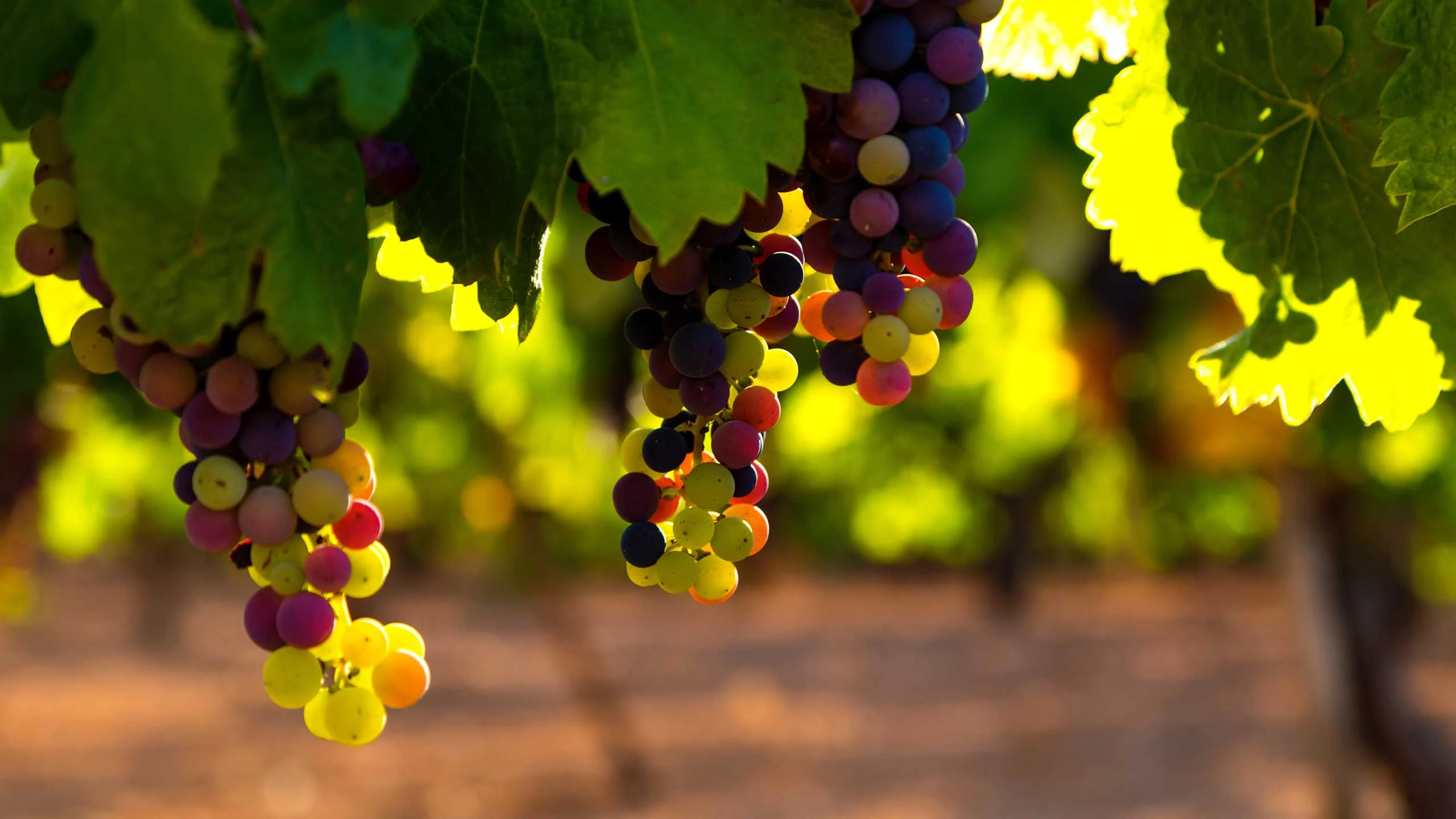 Estos son los vinos ganadores de The Global Wine Masters de Bodega Remírez de Ganuza