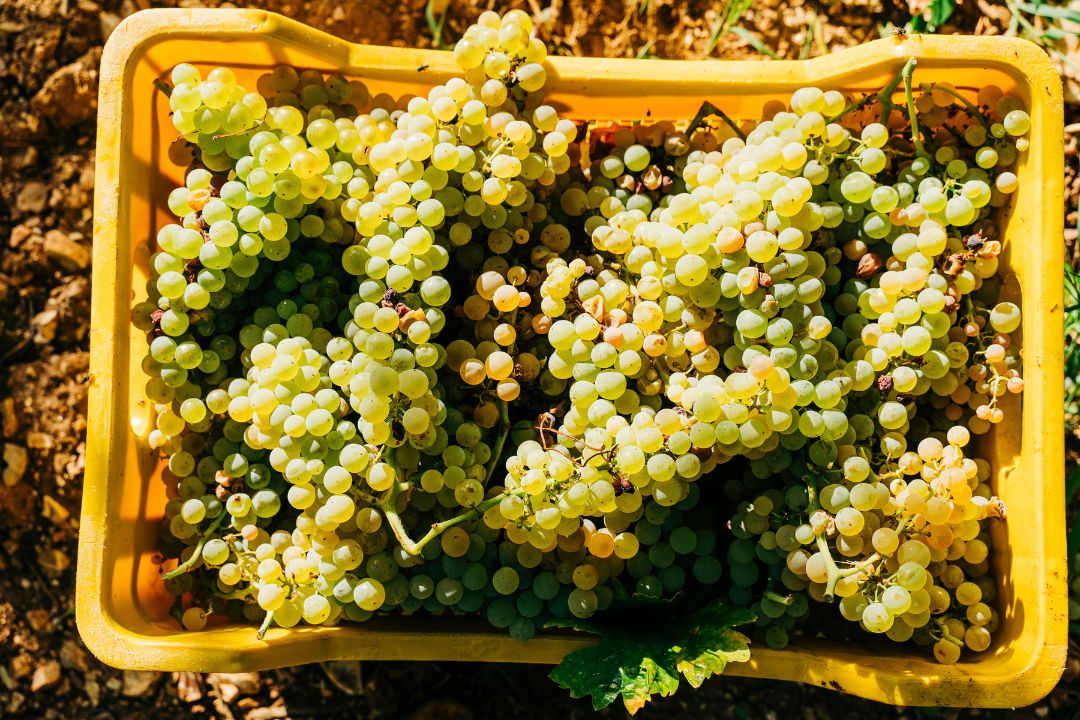La región poco conocida que produce algunos de los mejores vinos italianos