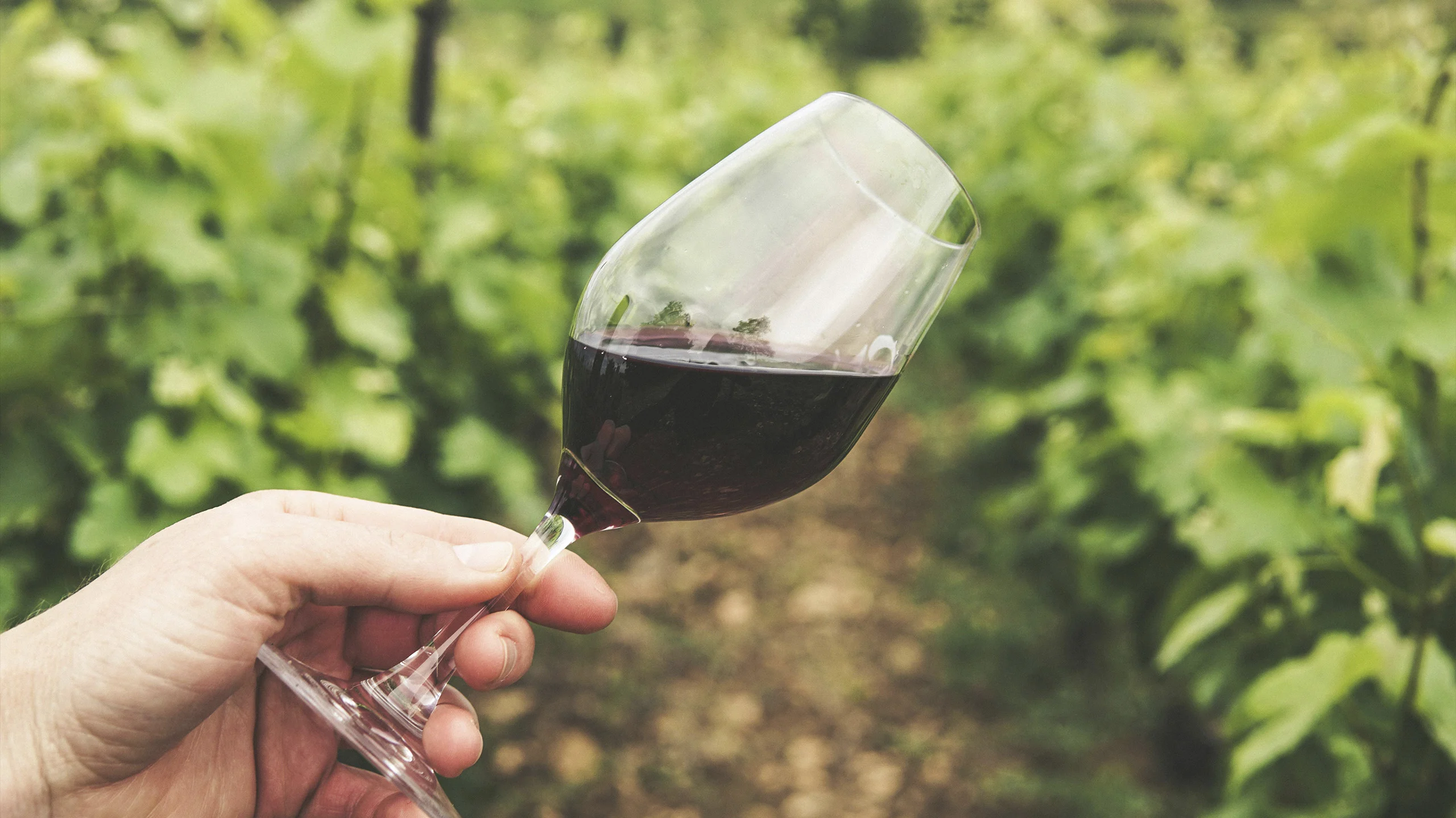 Descubre estos 3 vinos ecológicos con más de 90 puntos en la Guía Peñín