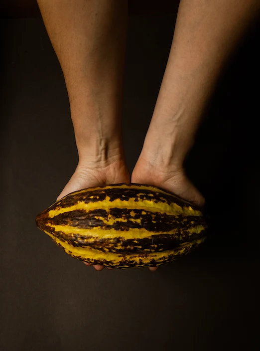 María Cacao: Redefiniendo el valor del cacao mexicano