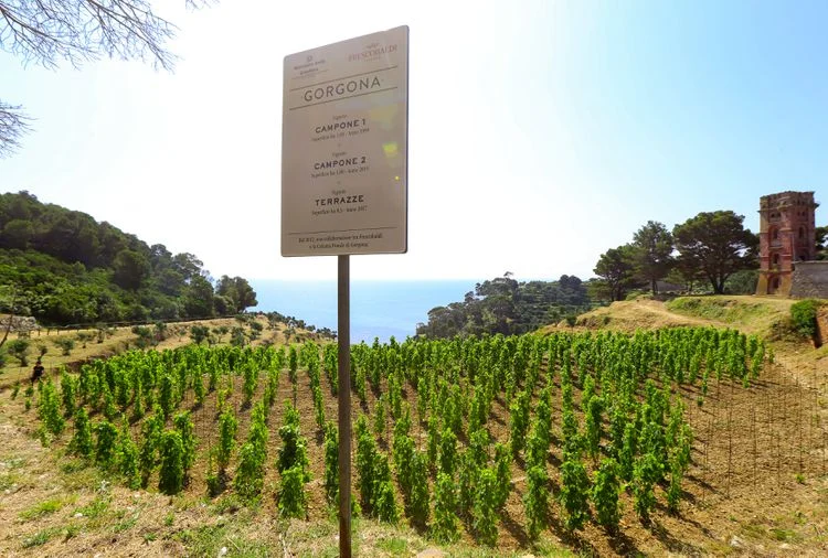 El delicioso vino que se elabora ​​en una prisión del archipiélago toscano 