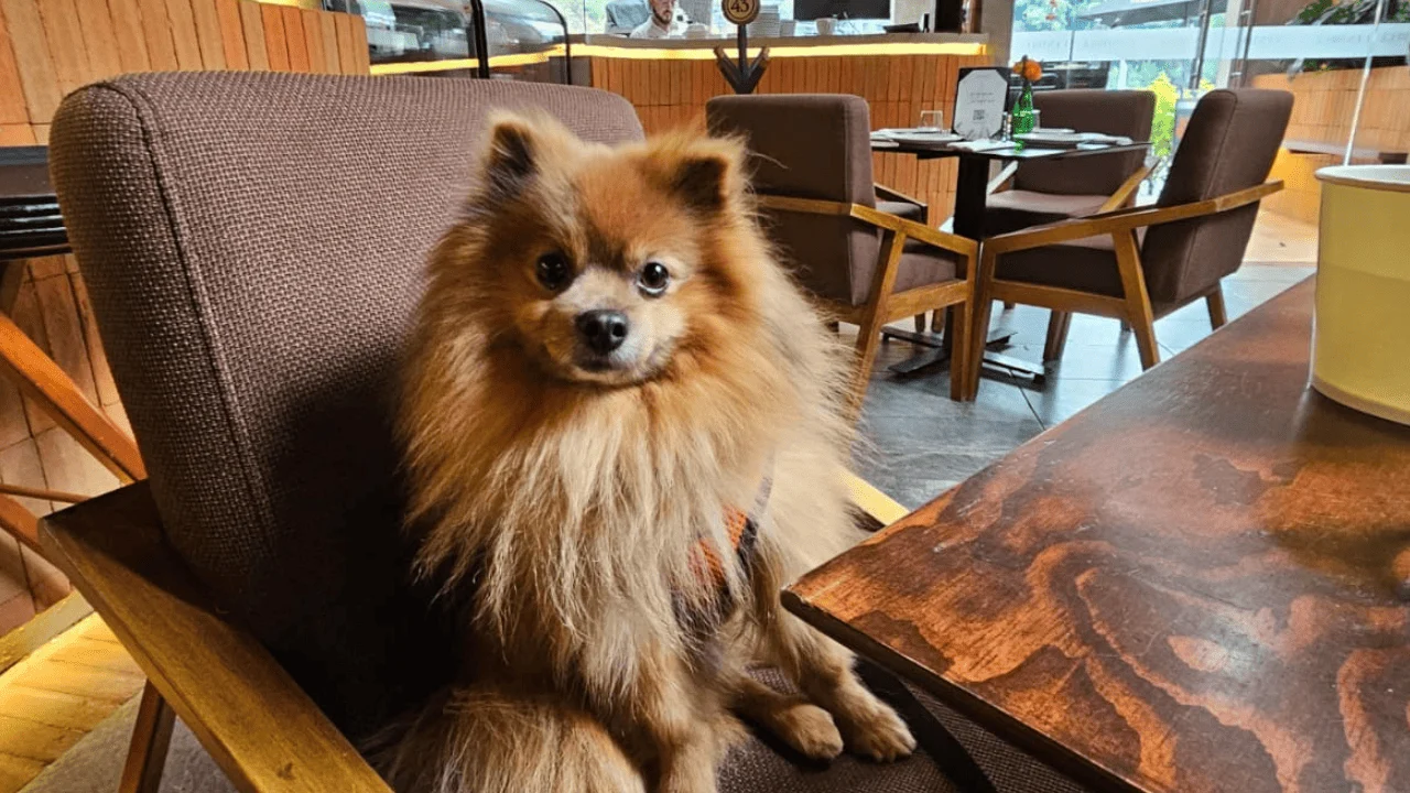Día del perro: Tips para salir a comer con tu mascota